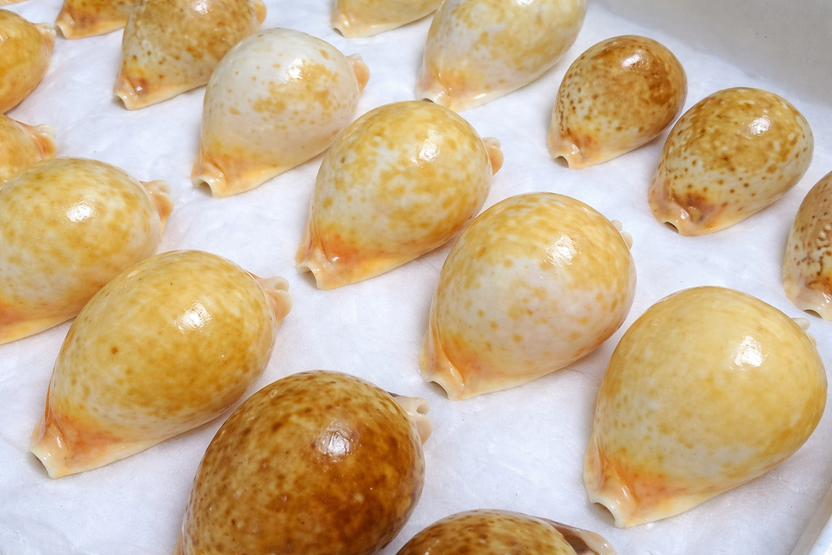 World Shells USA