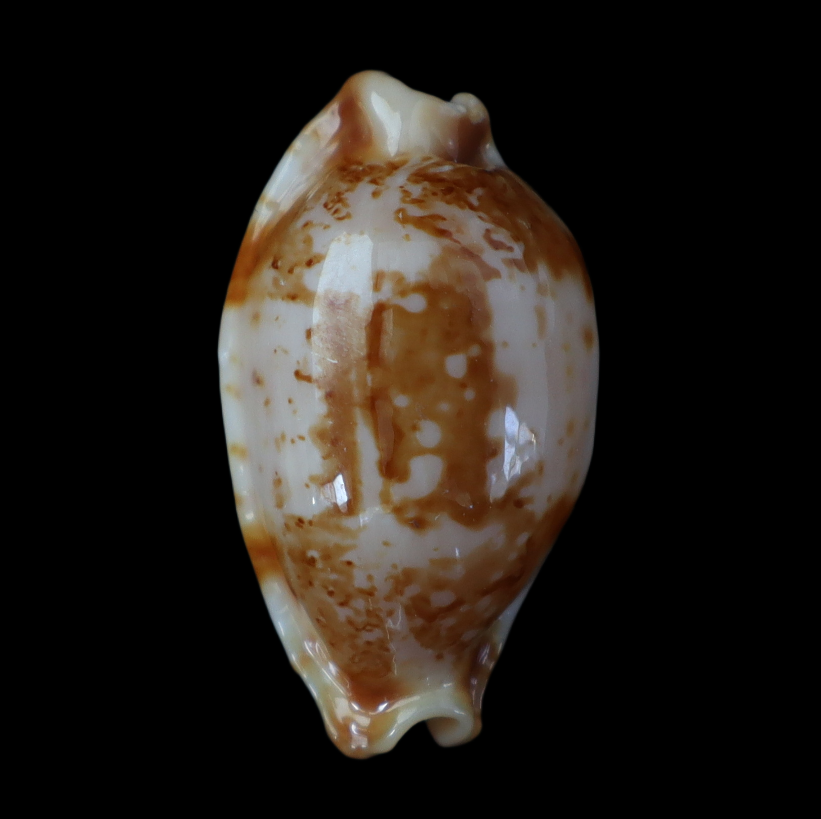 CY230 Bistolida stolida kwajaleinensis