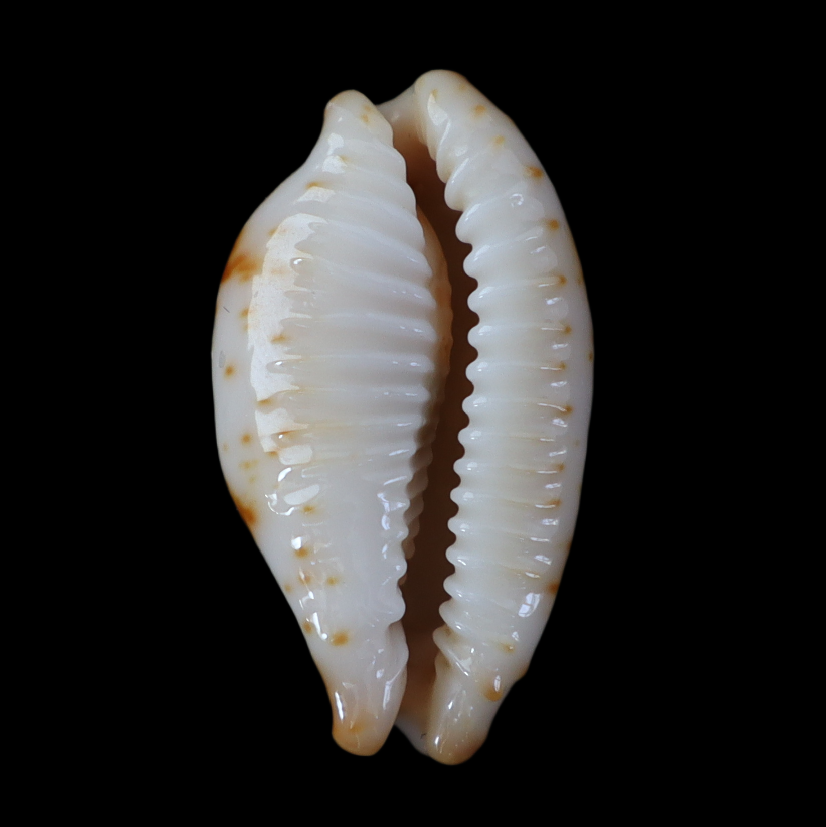 CY230 Bistolida stolida kwajaleinensis