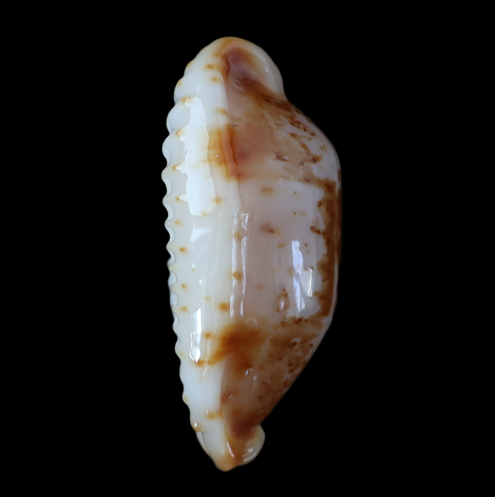 CY230 Bistolida stolida kwajaleinensis
