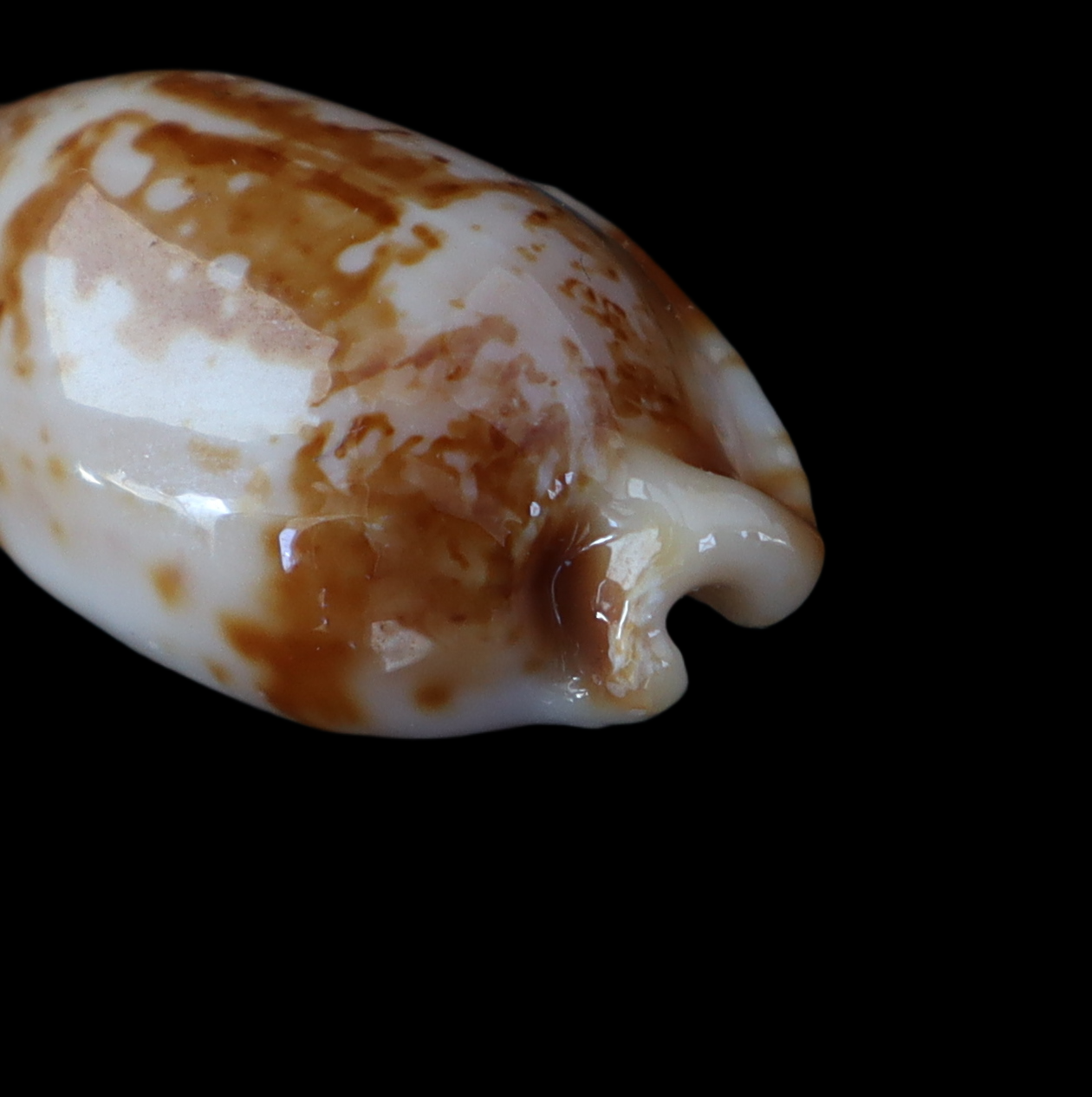CY230 Bistolida stolida kwajaleinensis