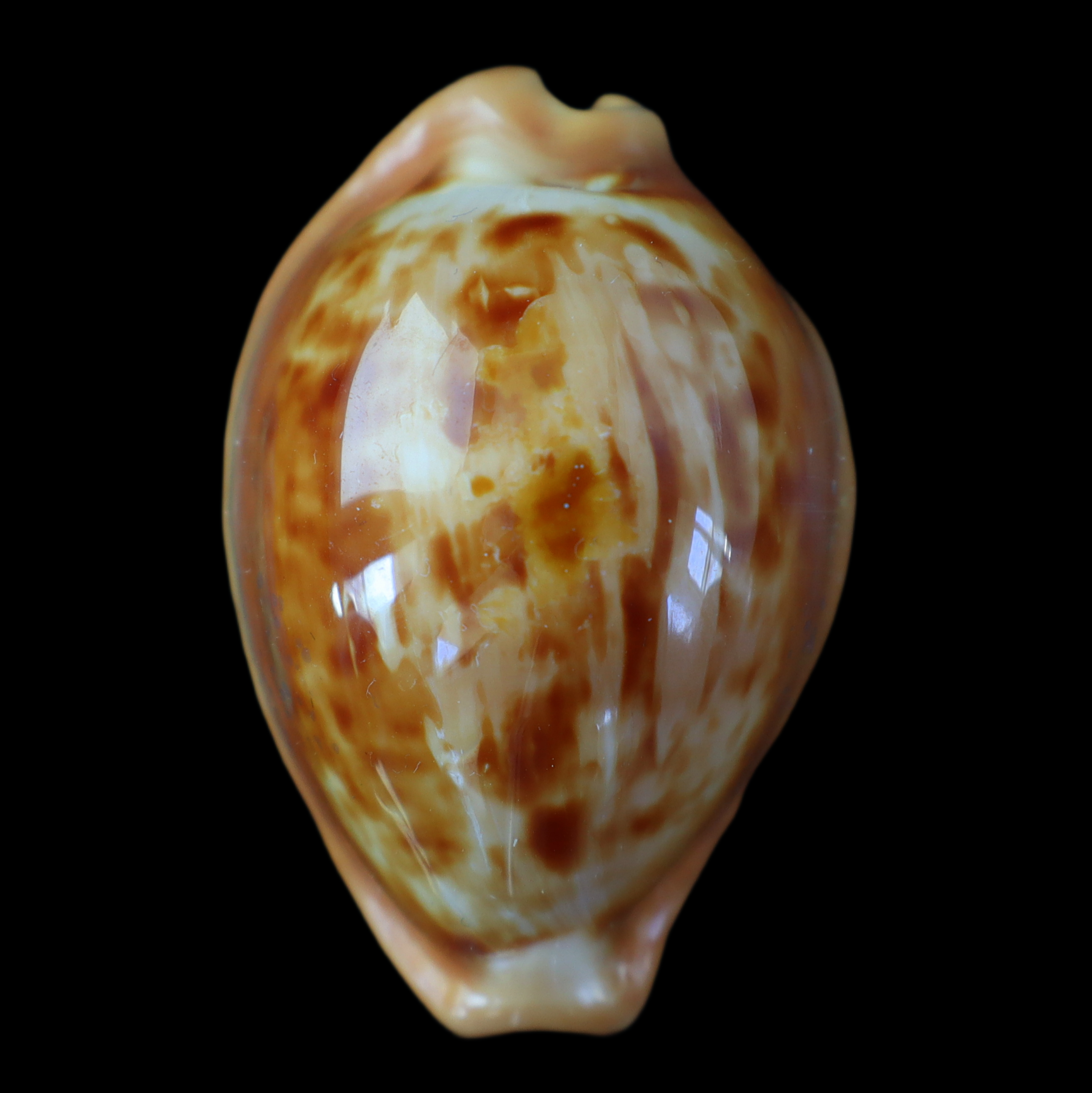 CY429 Propustularia surinamensis aubryana