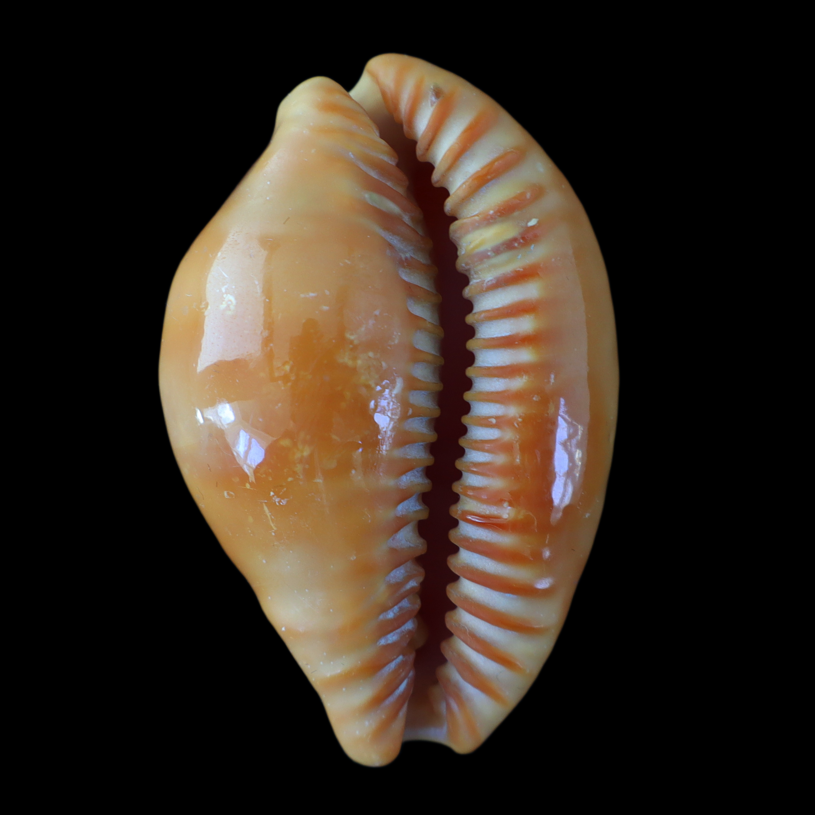 CY429 Propustularia surinamensis aubryana
