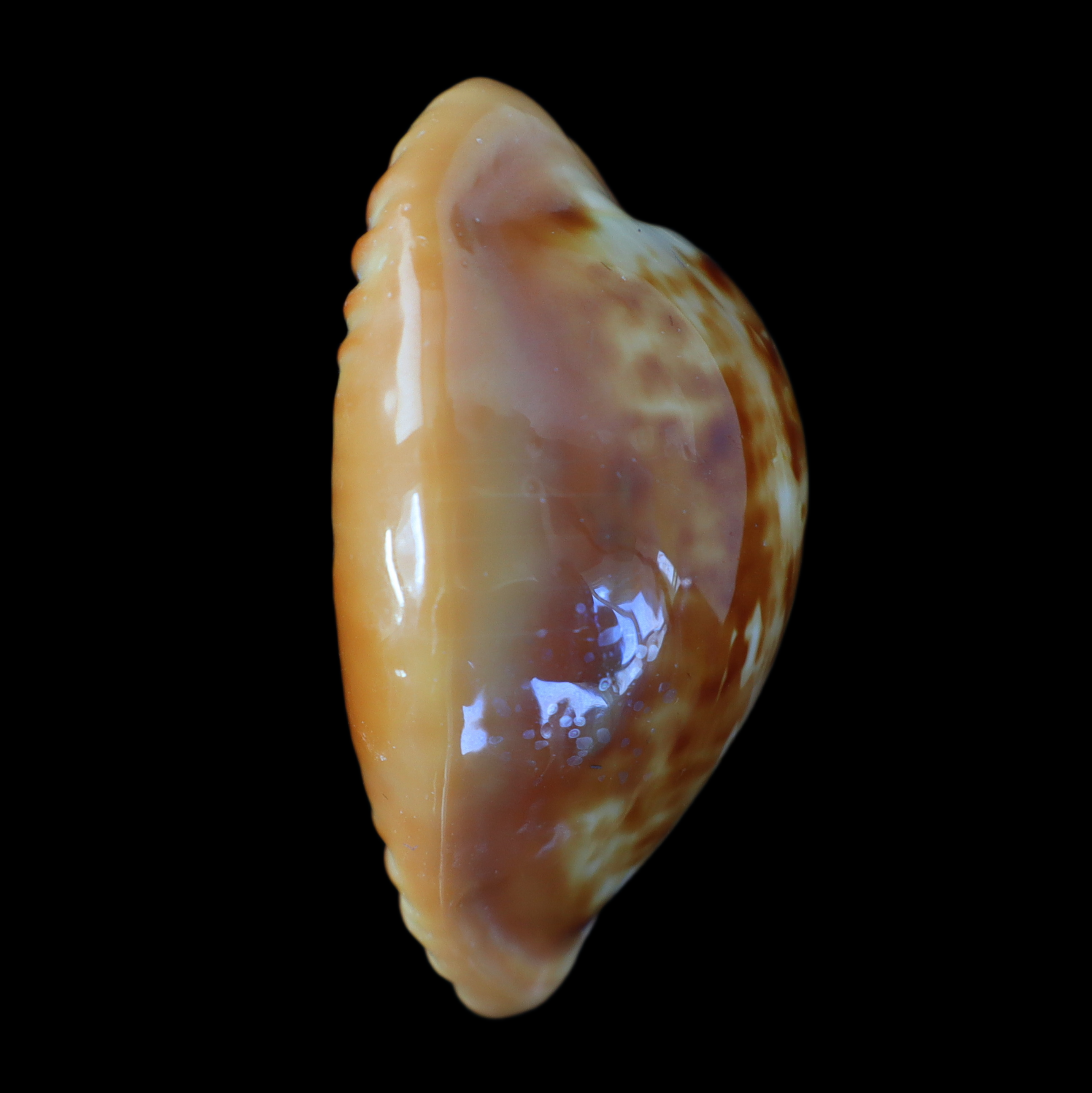 CY429 Propustularia surinamensis aubryana