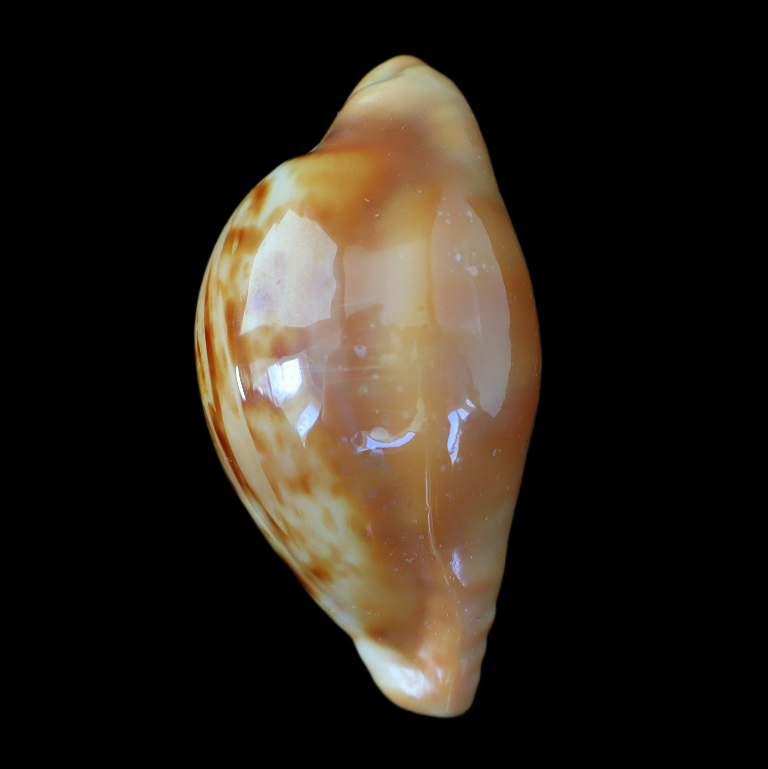 CY429 Propustularia surinamensis aubryana