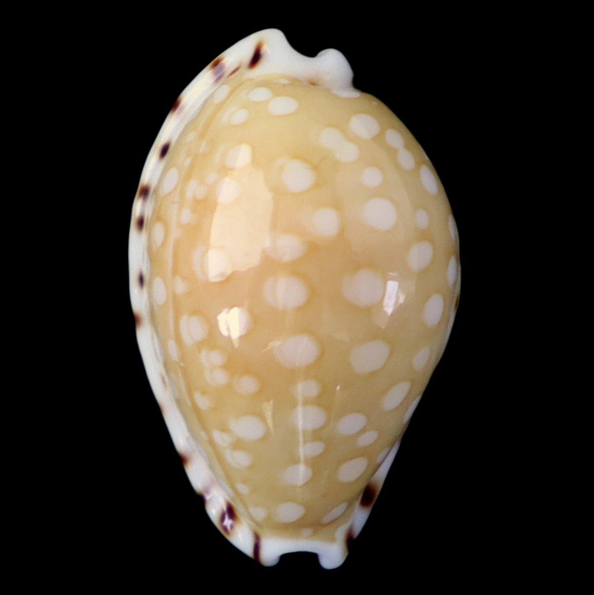 CY180 Cribrarula astaryi lefaiti