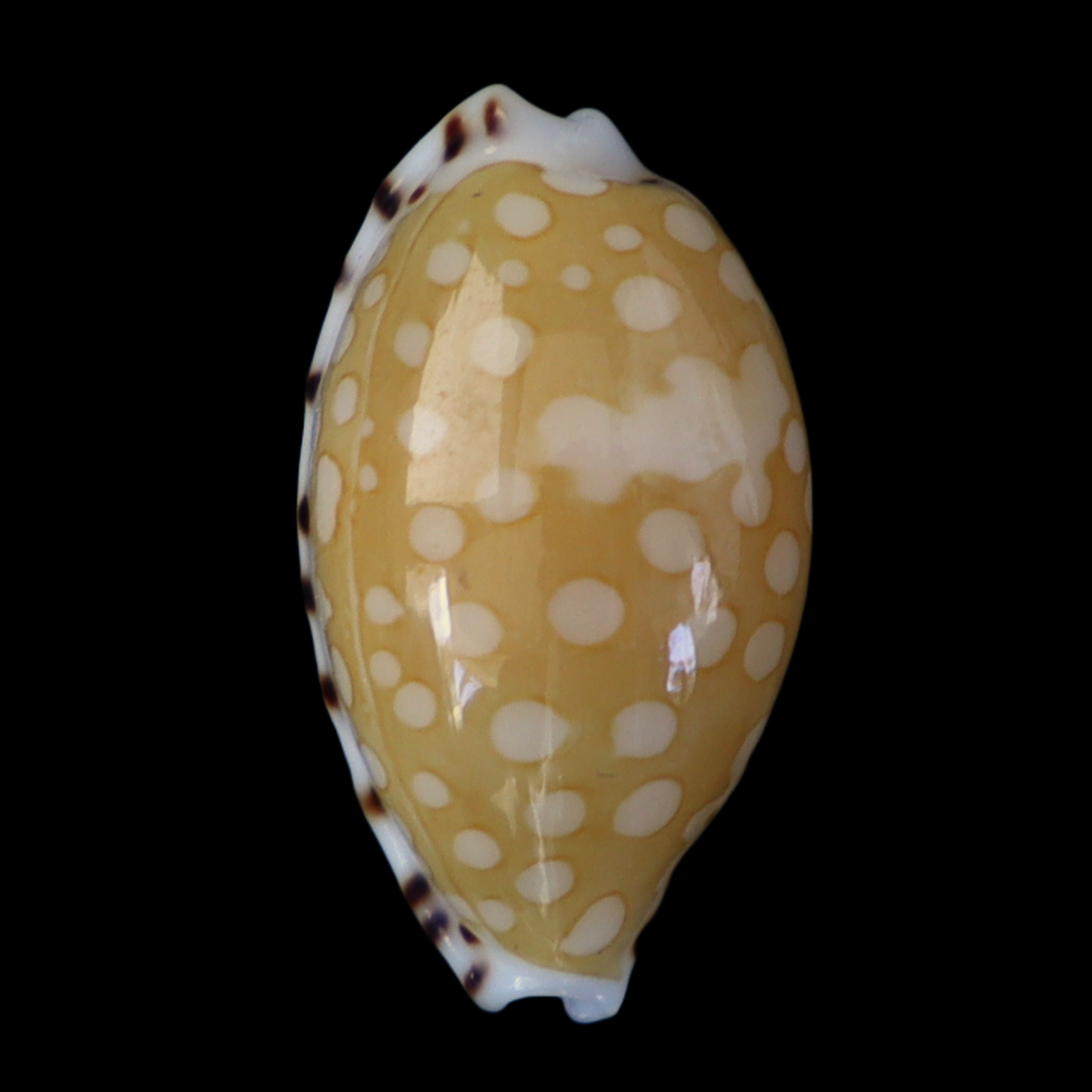 CY184 Cribrarula cumingii cleopatra