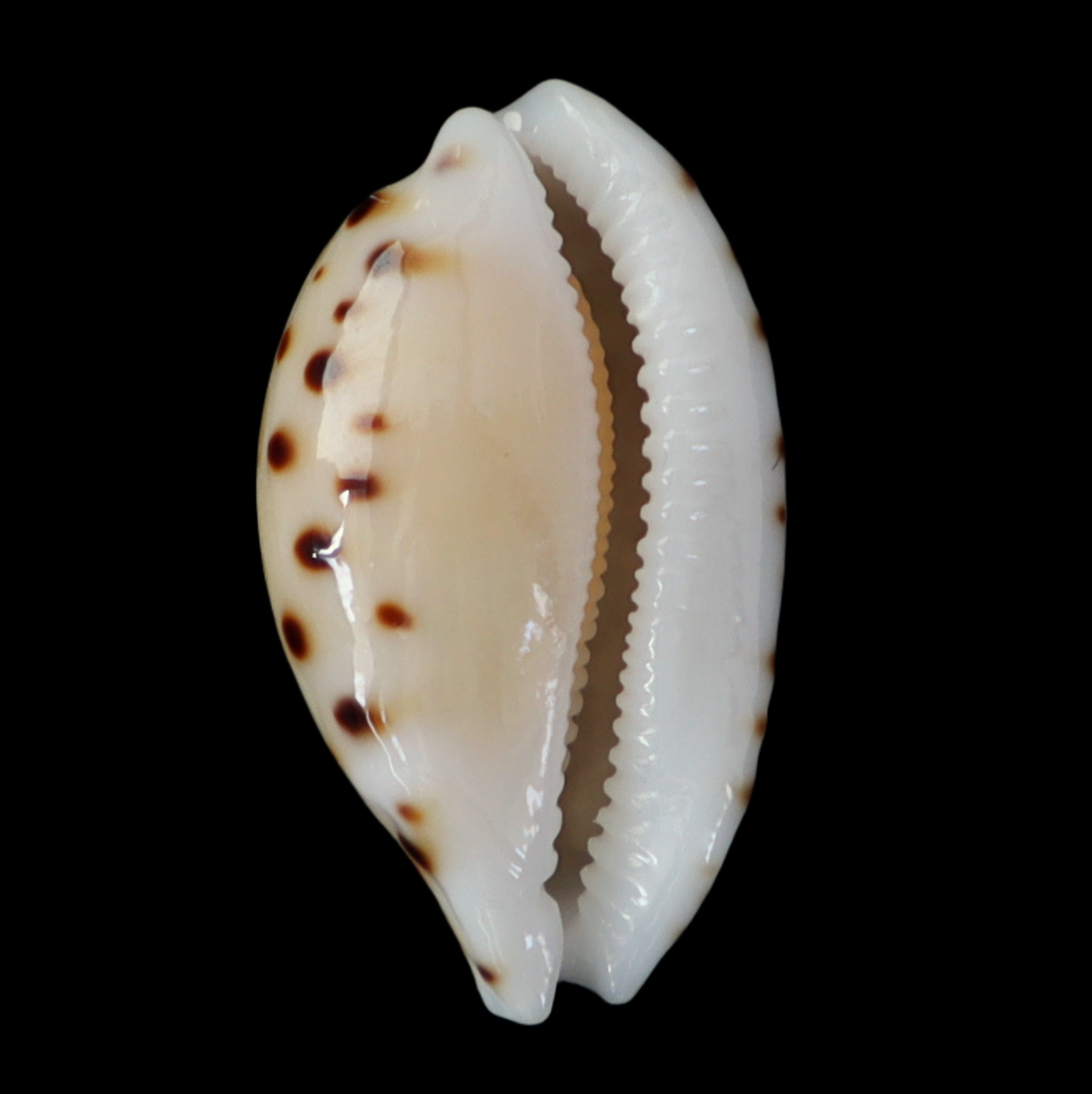 CY184 Cribrarula cumingii cleopatra