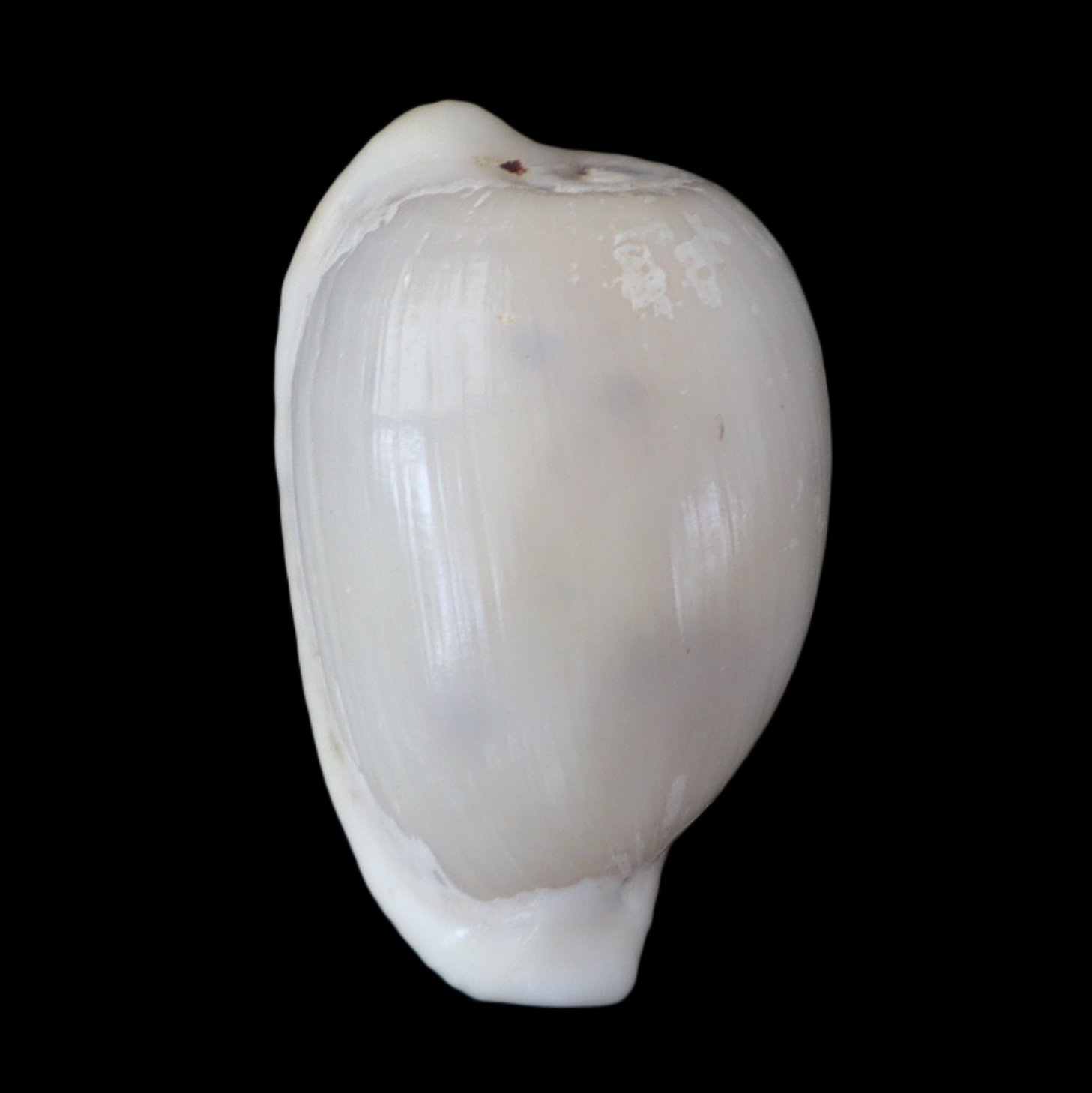 CY206 Cypraeovula immelmani