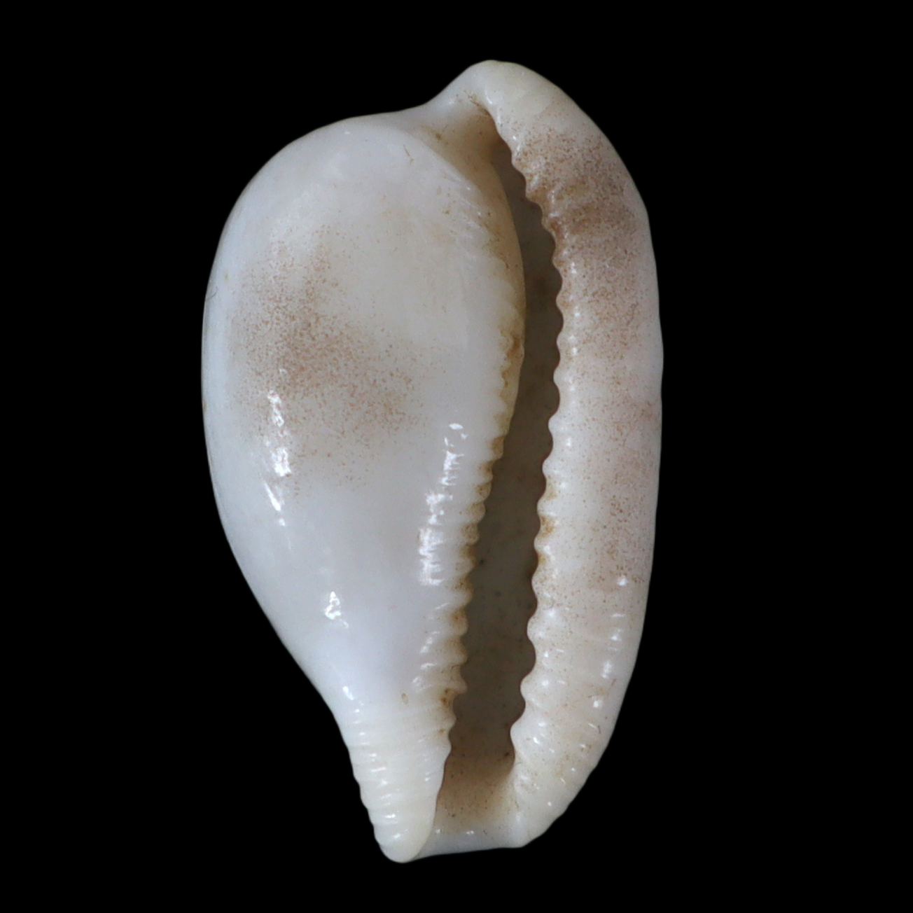 CY206 Cypraeovula immelmani