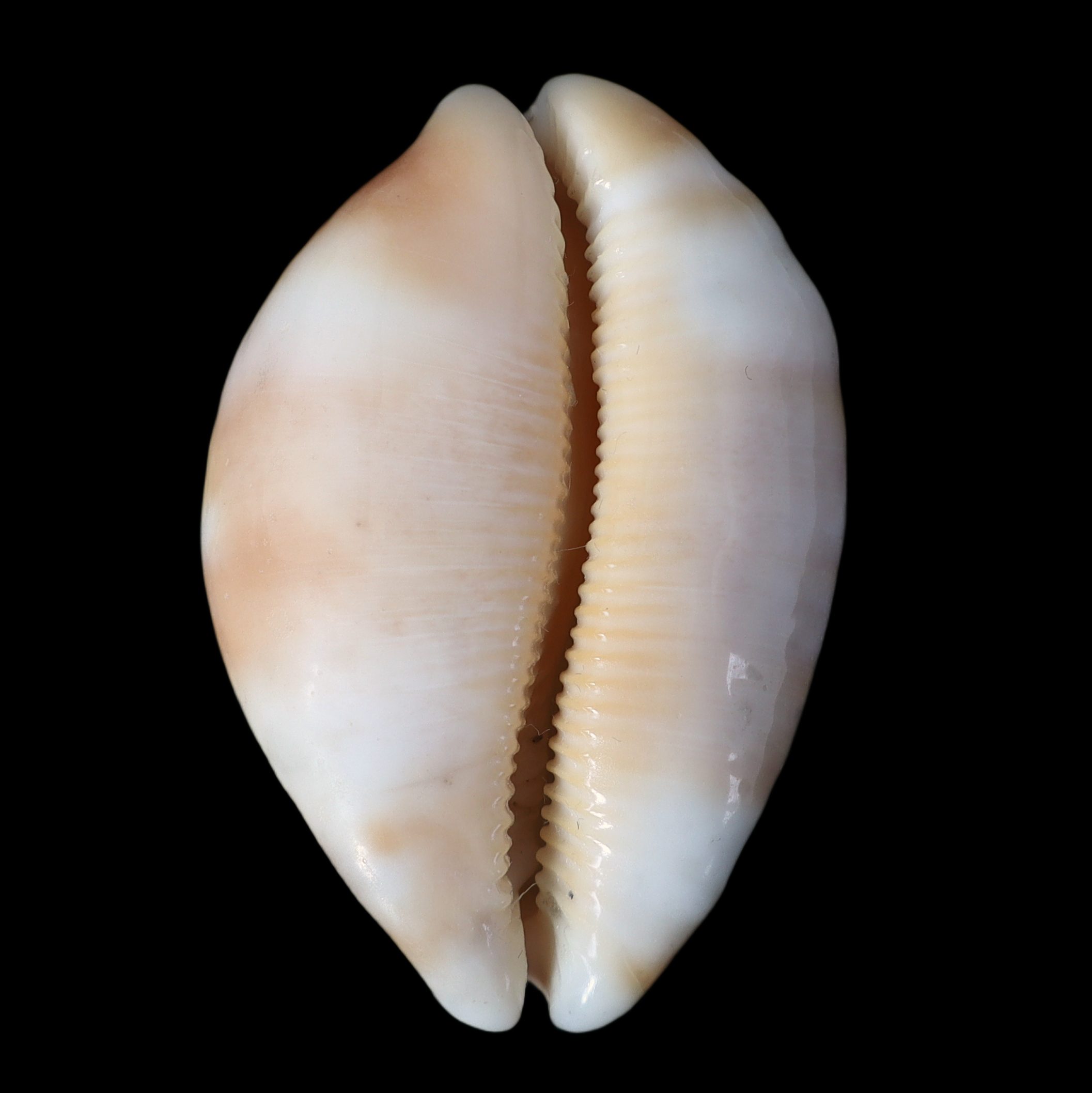 CY457 Luria tessellata f. lani