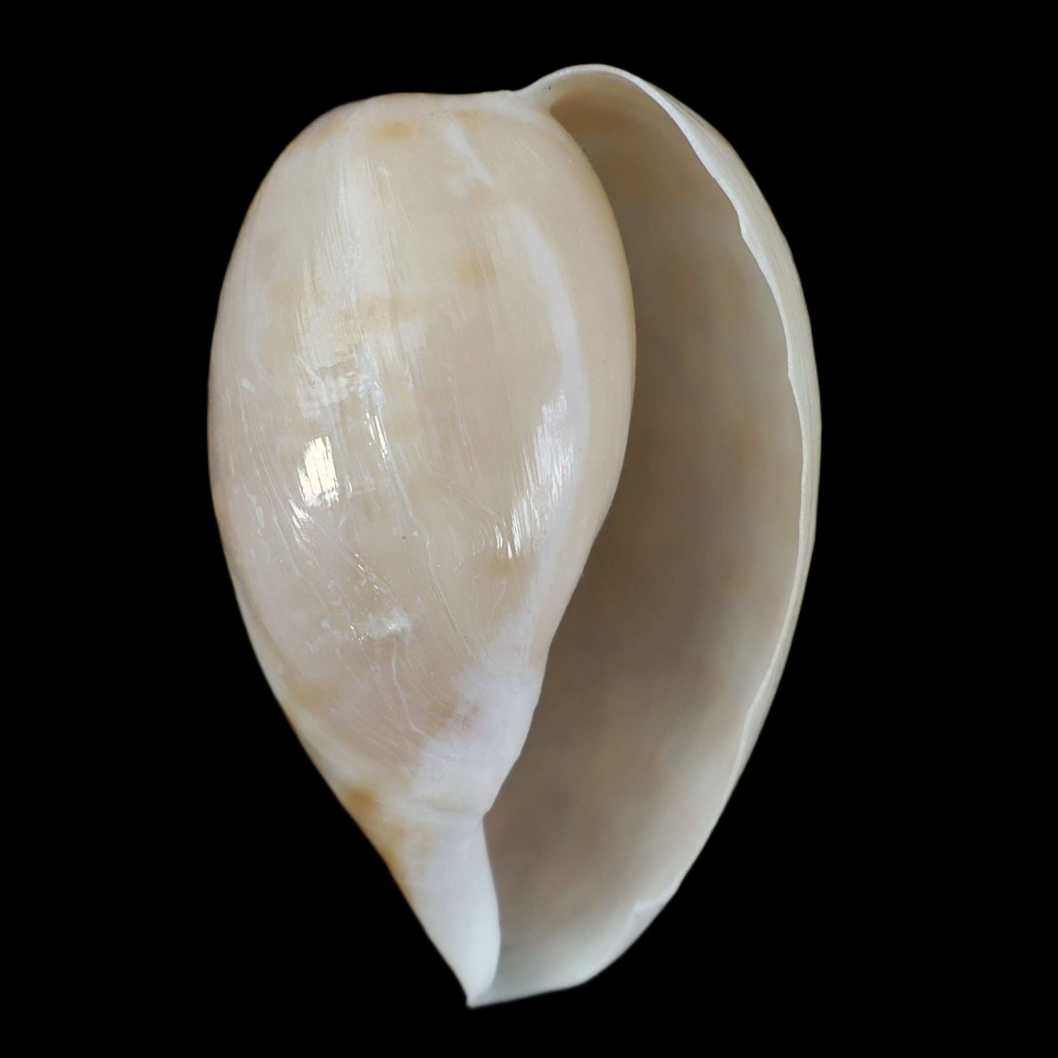 CY362 Cypraeovula iutsui f. levissima