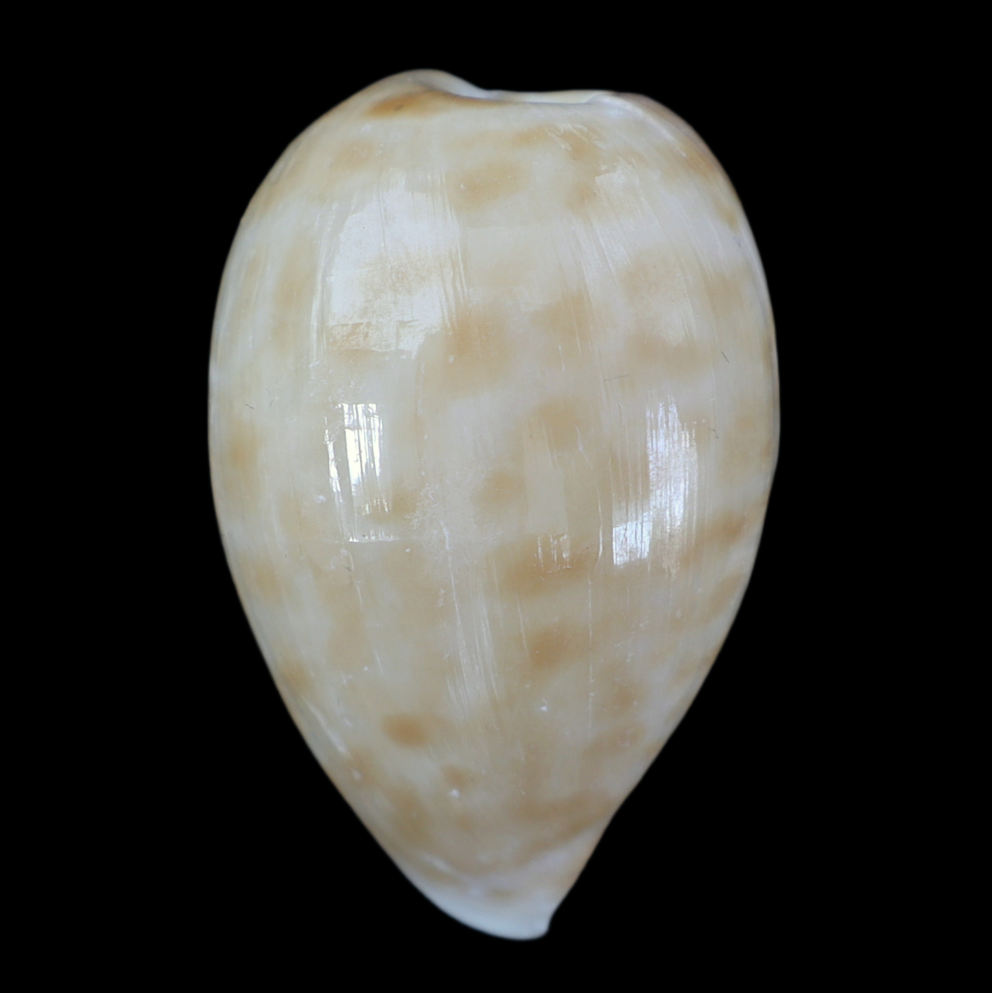 CY362 Cypraeovula iutsui f. levissima