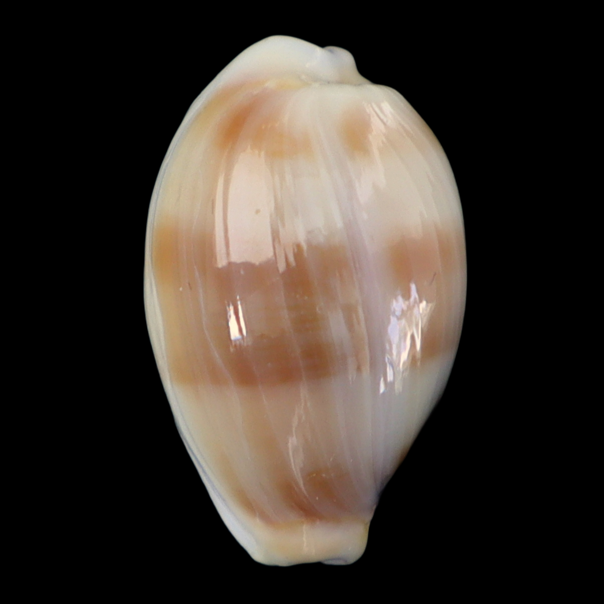 CY182 Bistolida artuffeli