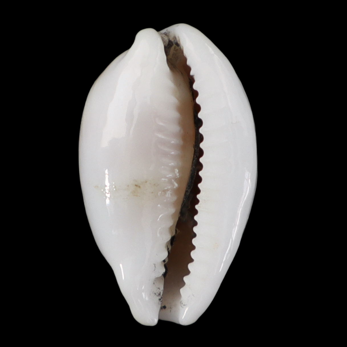 CY182 Bistolida artuffeli