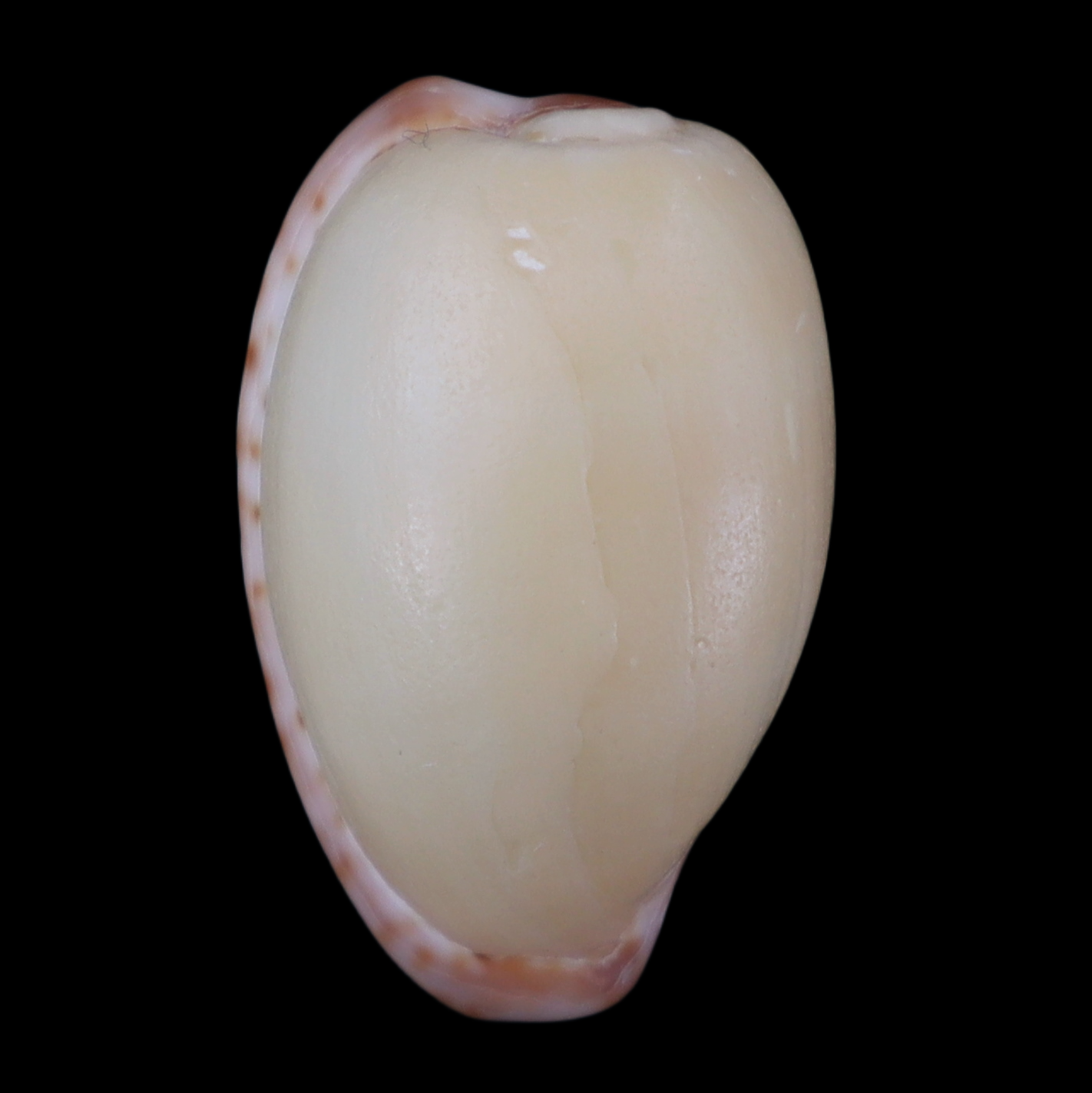 CY223 Cypraeovula algoensis namibiensis