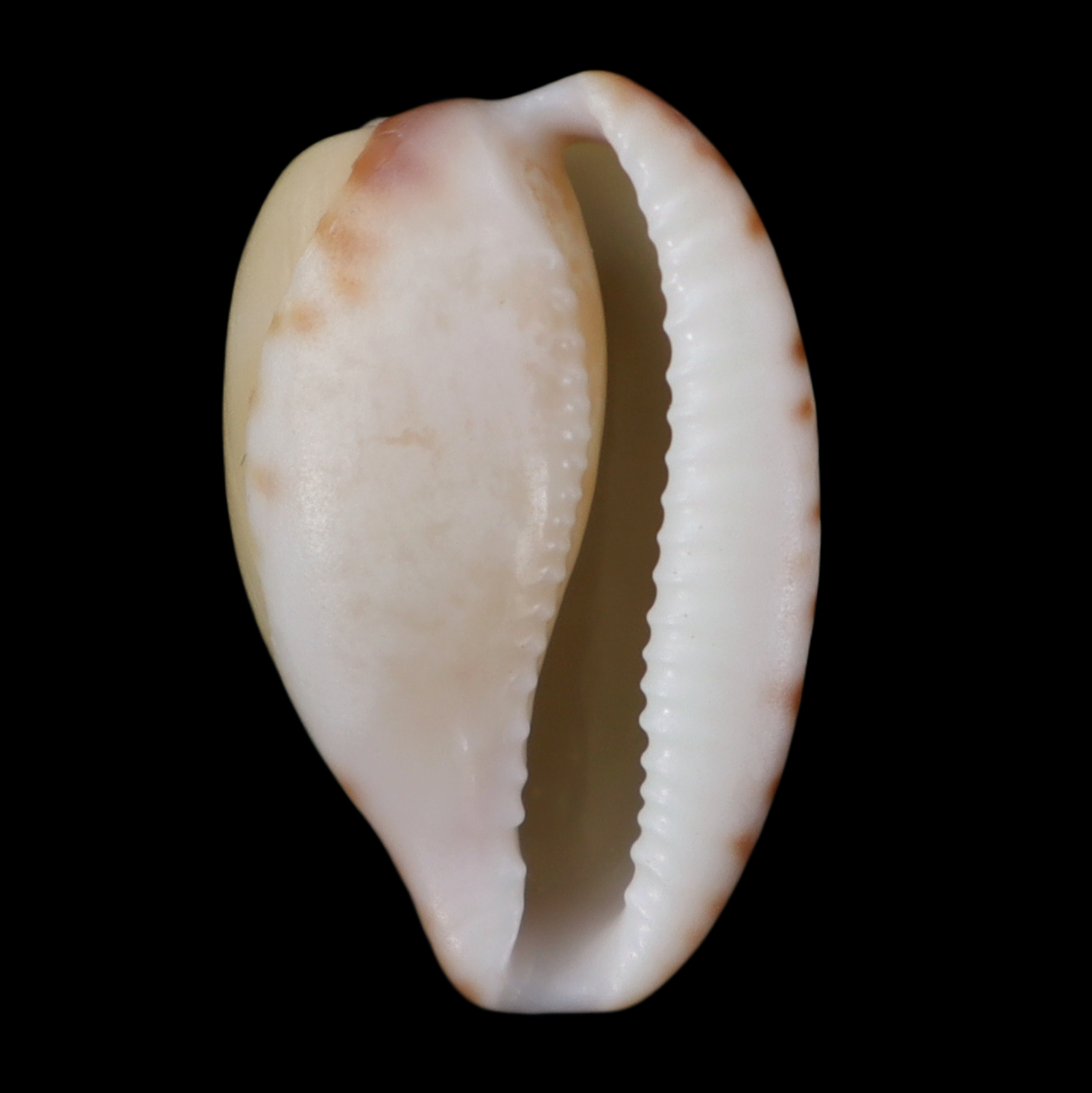 CY223 Cypraeovula algoensis namibiensis