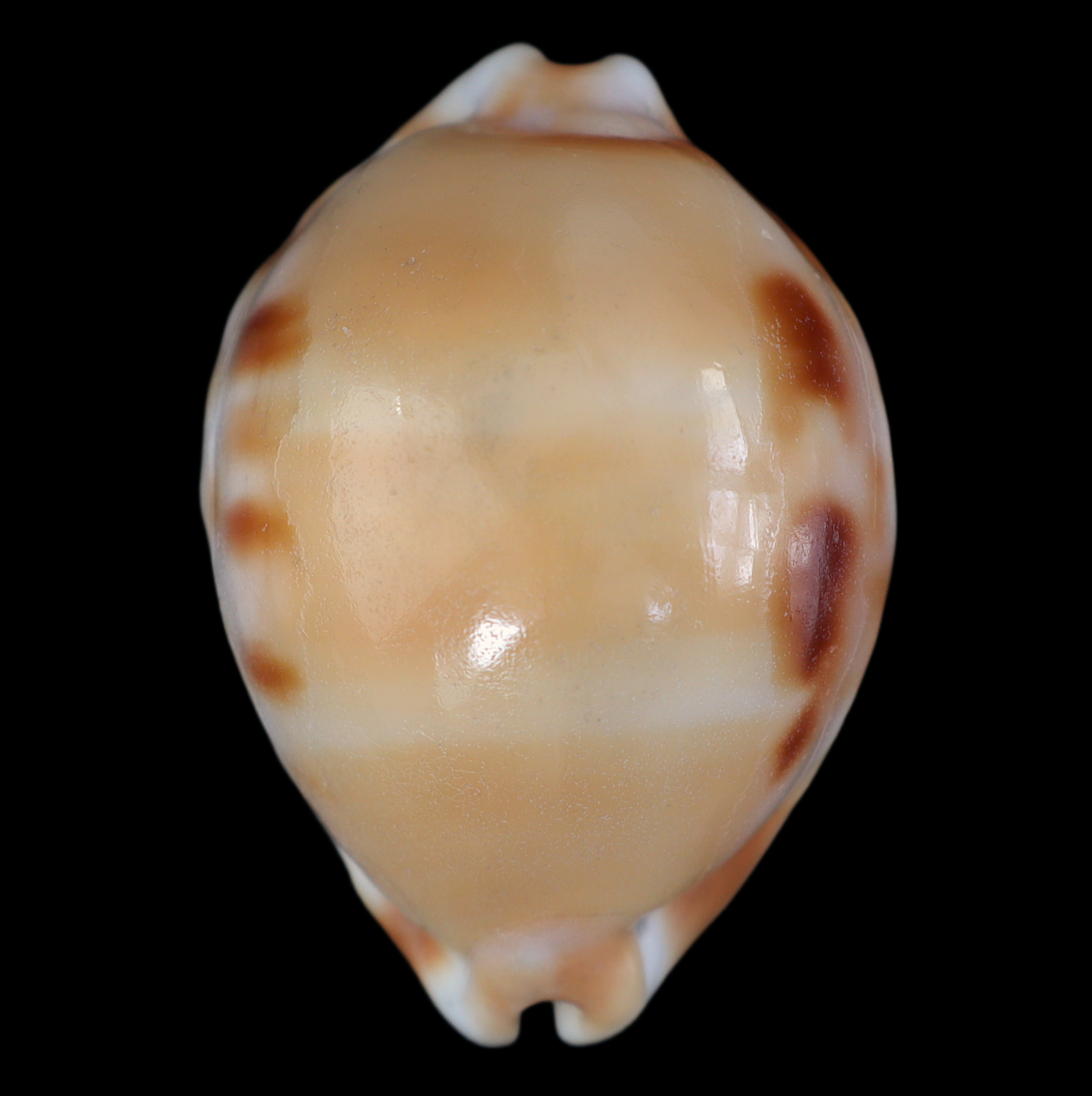 CY457 Luria tessellata f. lani