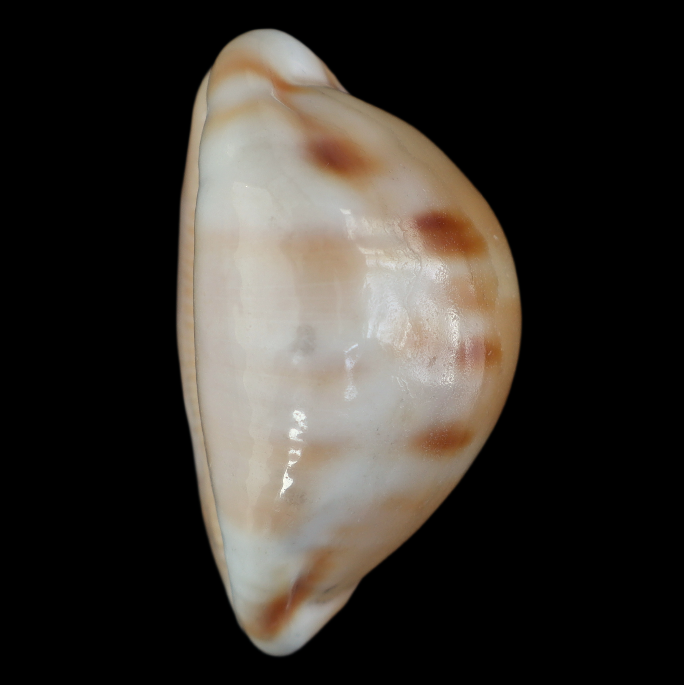 CY457 Luria tessellata f. lani