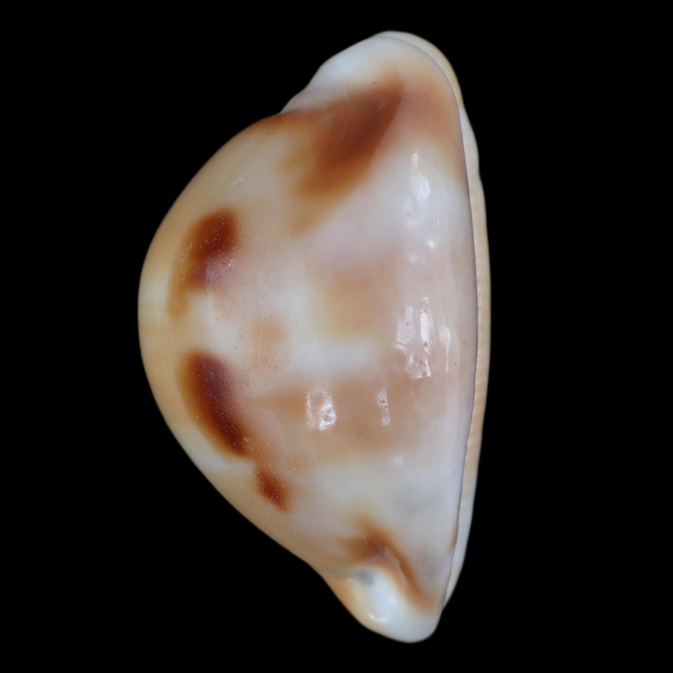 CY457 Luria tessellata f. lani