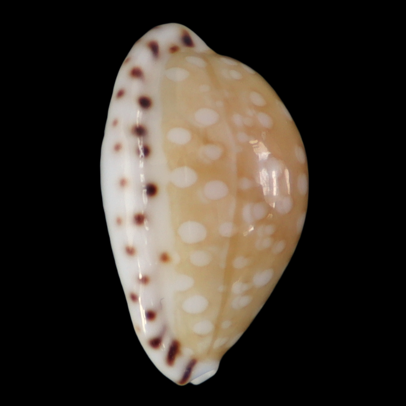 CY180 Cribrarula astaryi lefaiti