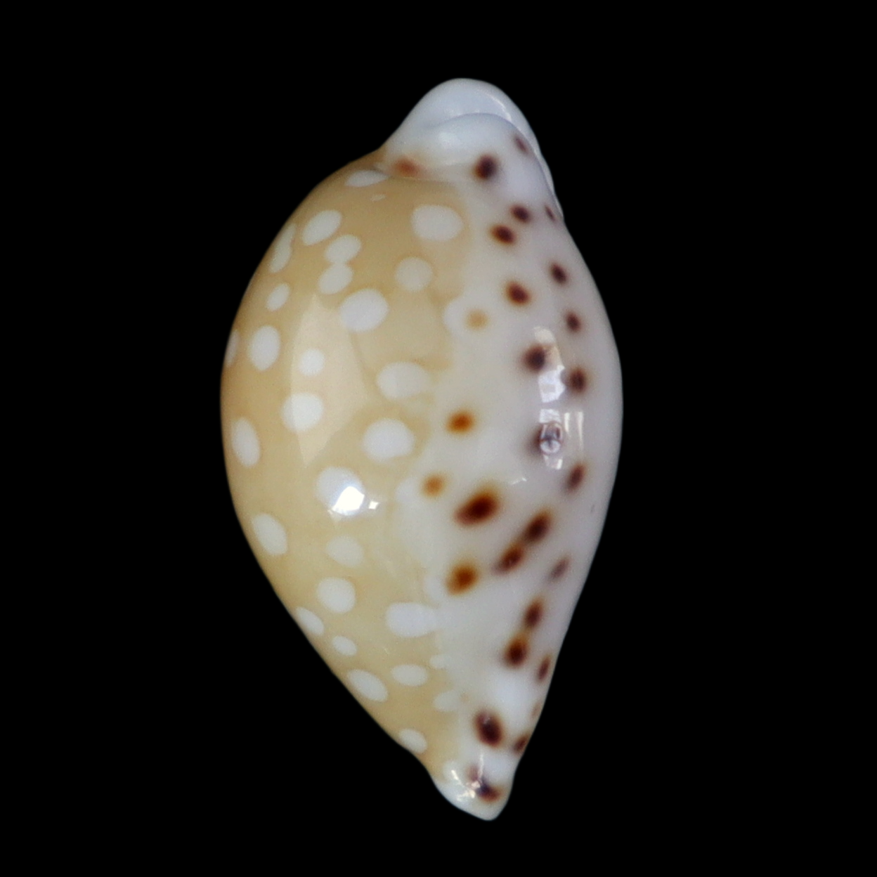 CY180 Cribrarula astaryi lefaiti