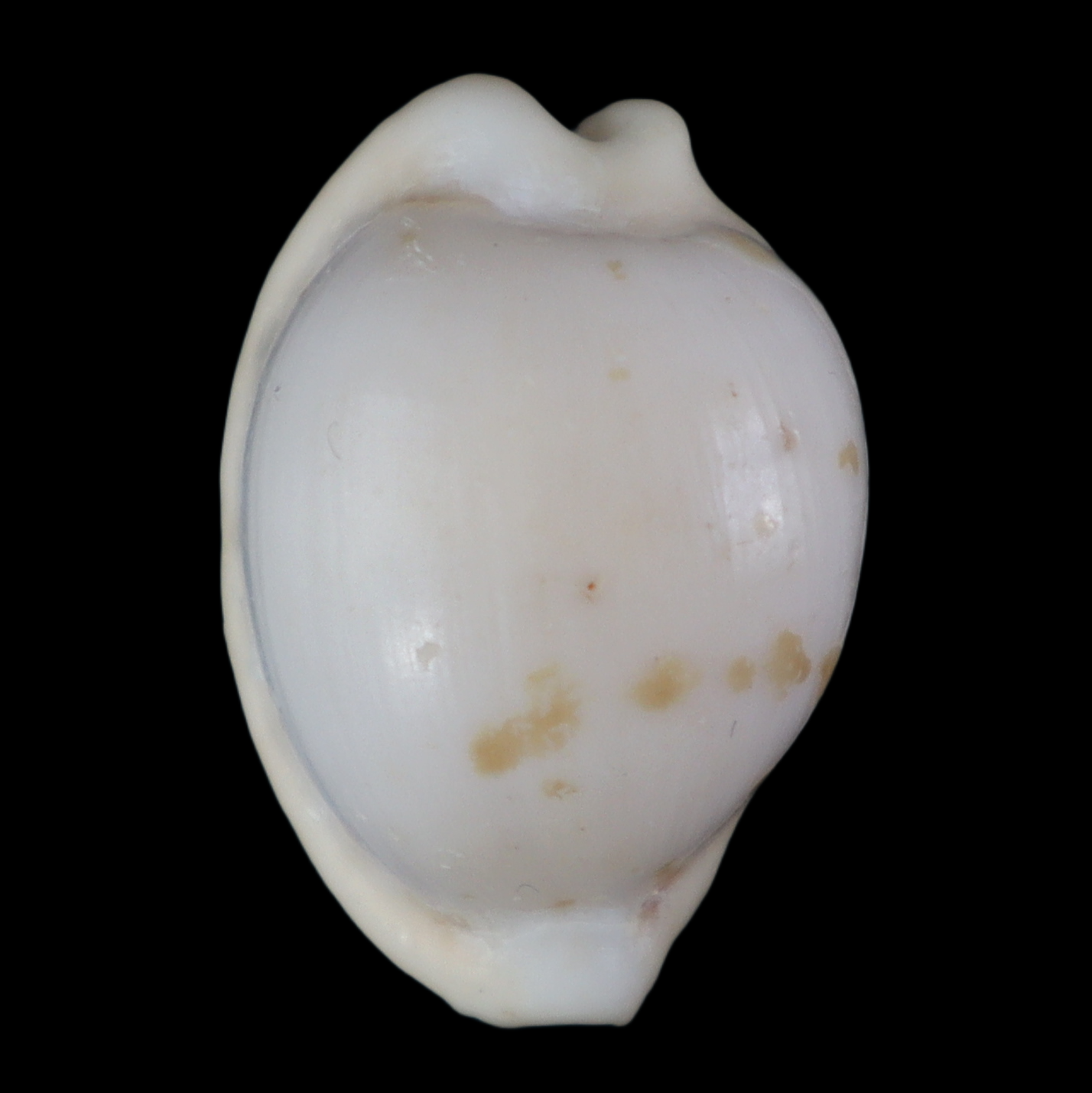 CY225 Cypraeovula connelli peelae
