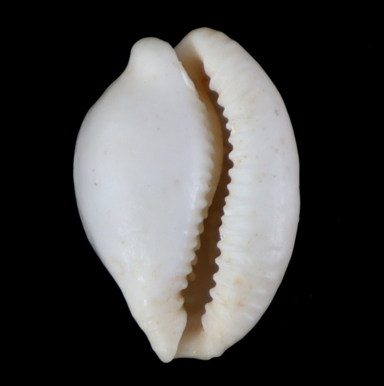 CY225 Cypraeovula connelli peelae