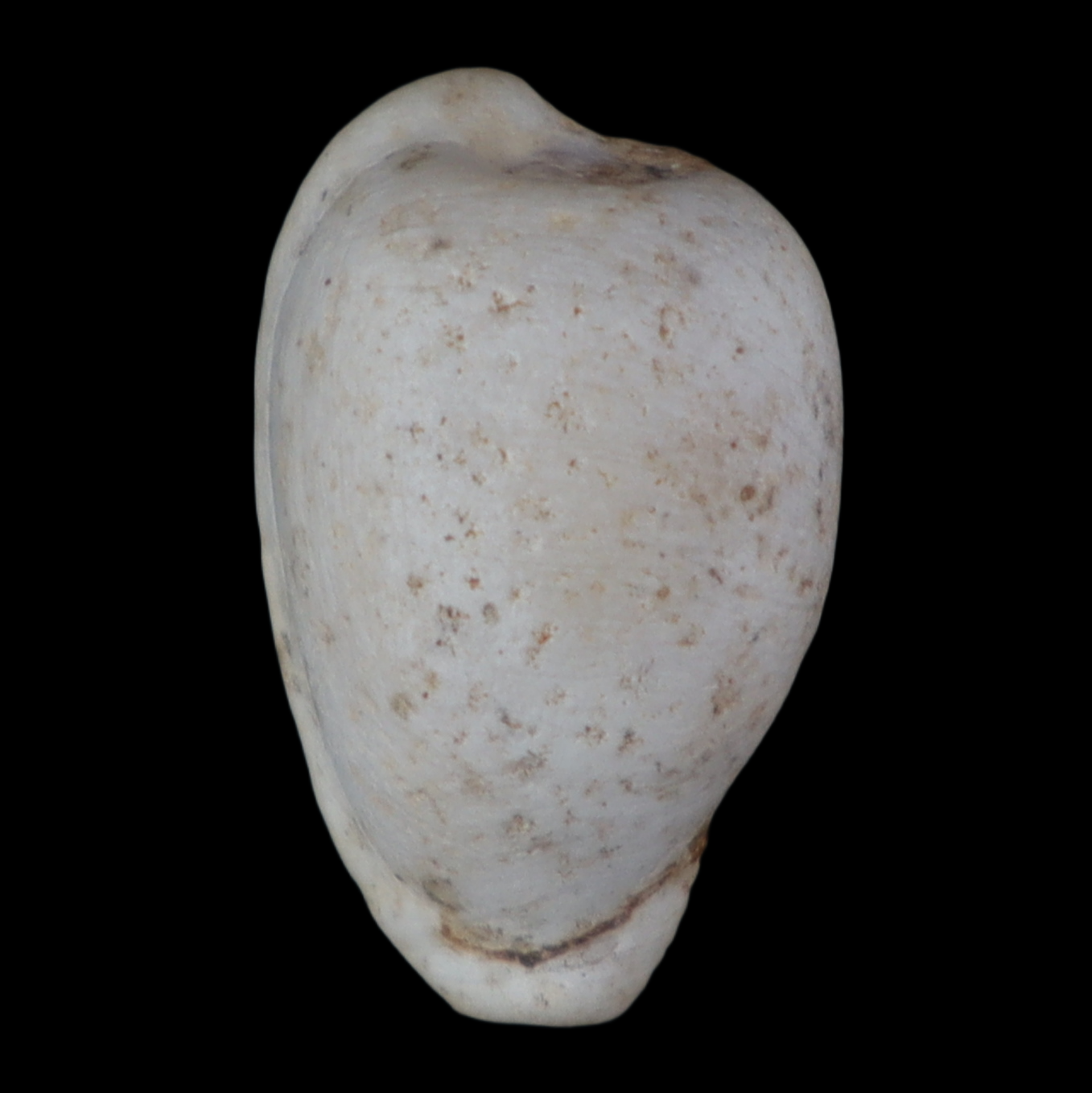 CY196 Cypraeovula colligata