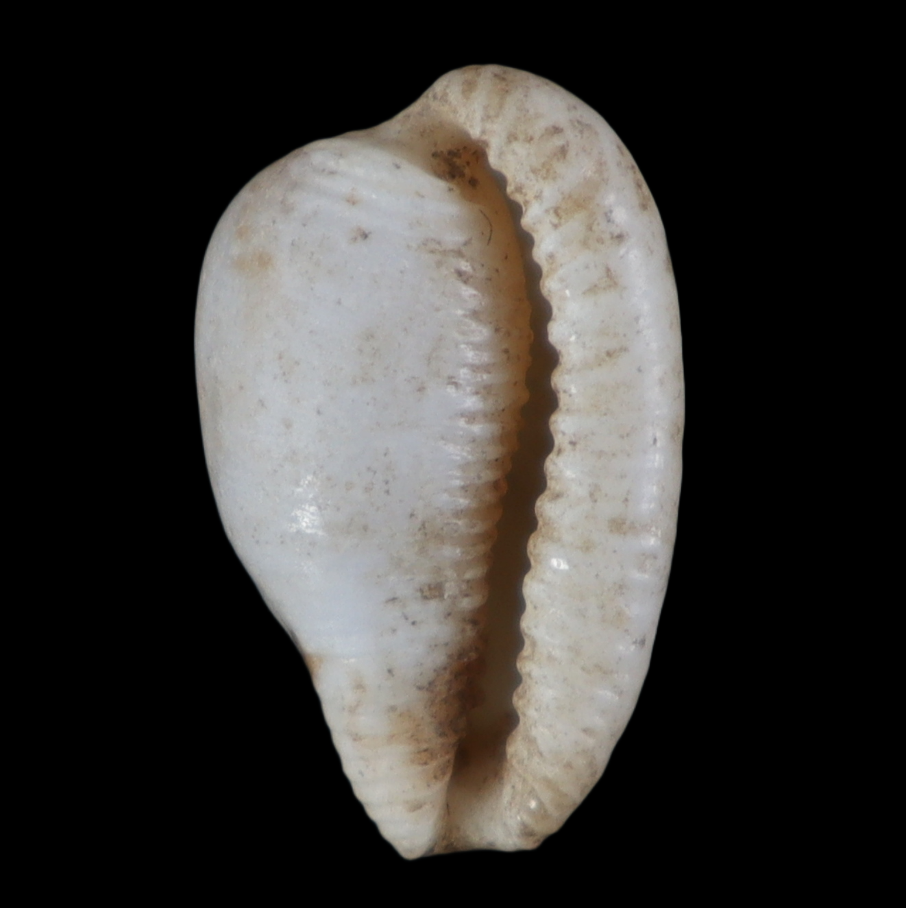 CY196 Cypraeovula colligata