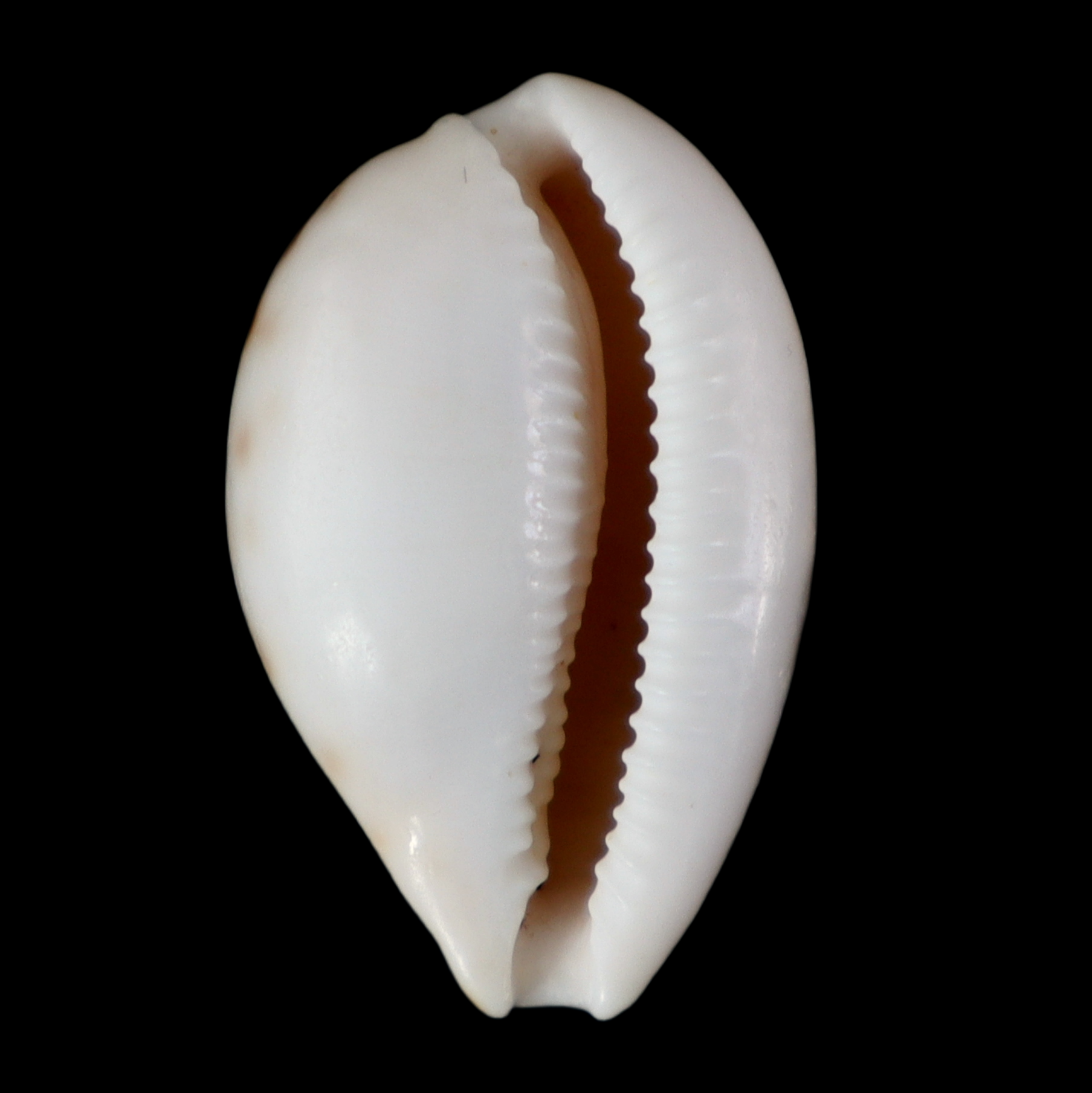 CY266 Notocypraea subcarnea
