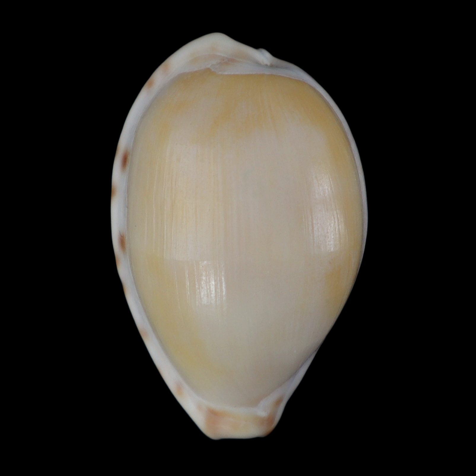 CY266 Notocypraea subcarnea