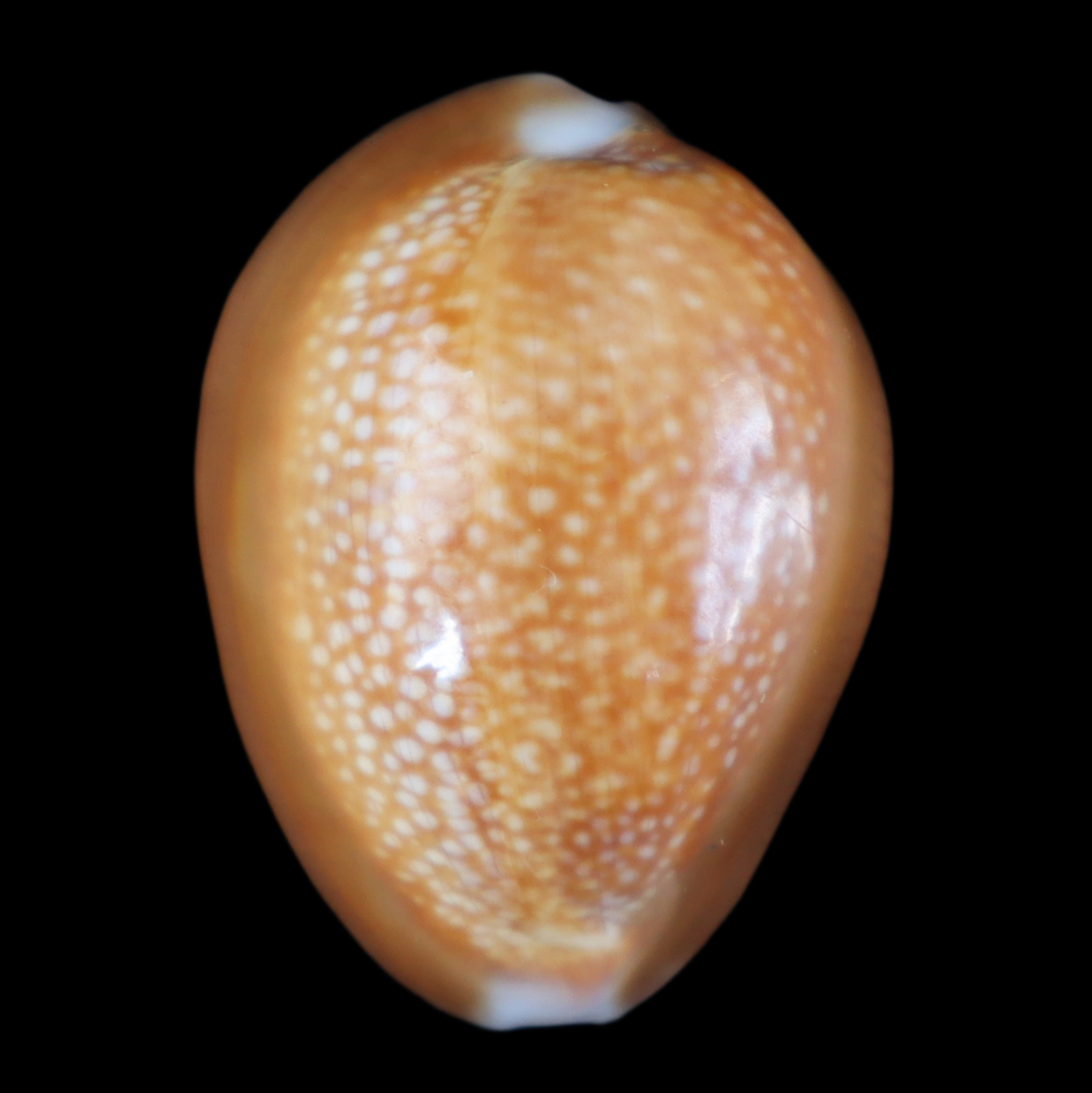 CY304 Monetaria caputdraconis poppei