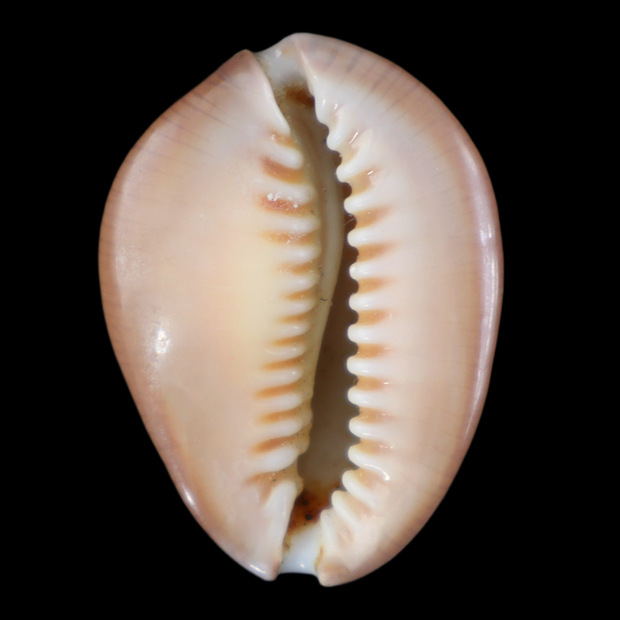 CY304 Monetaria caputdraconis poppei