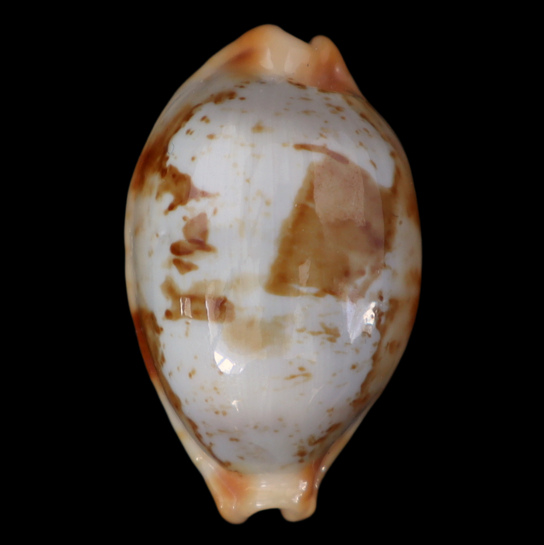 CY278 Bistolida rubiginosa f. aegyptia