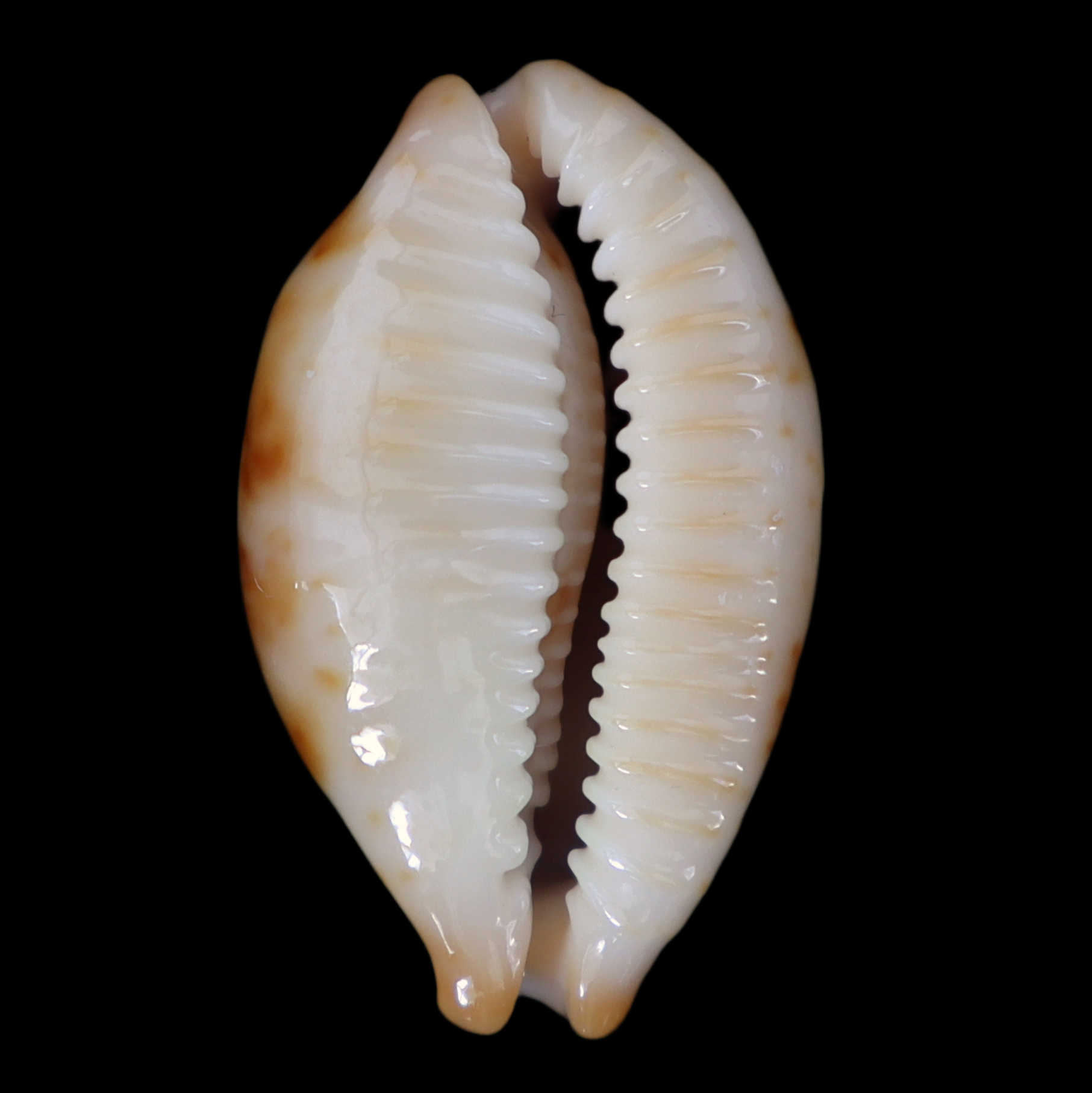 CY278 Bistolida rubiginosa f. aegyptia