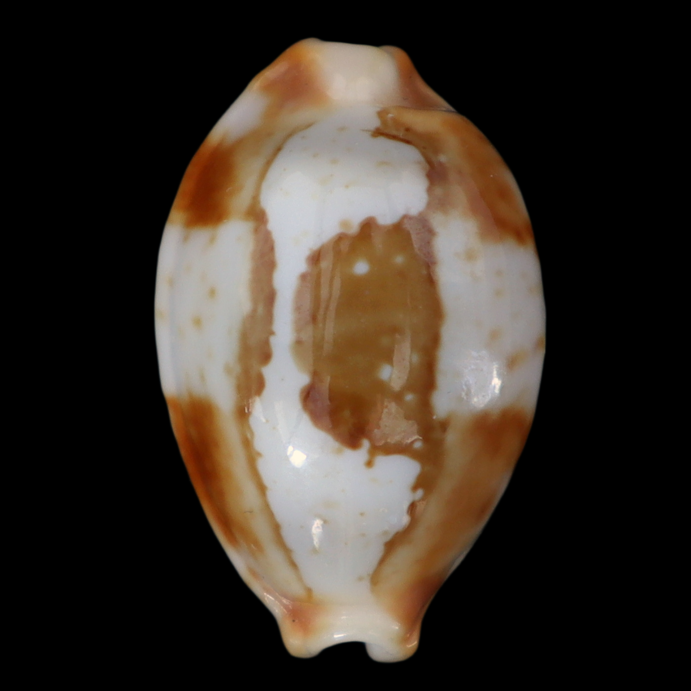 CY231 Bistolida stolida crossei thakau
