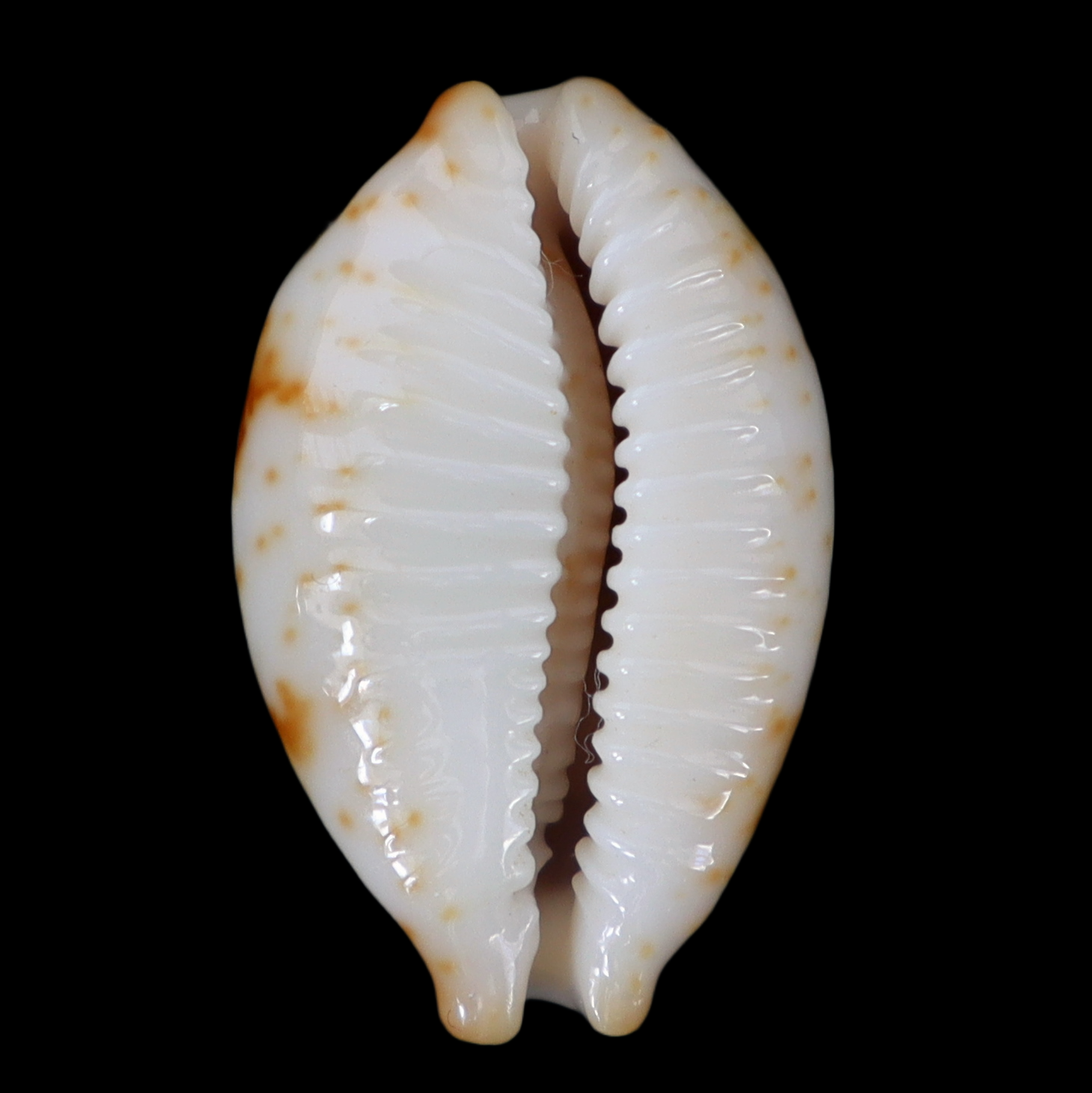 CY231 Bistolida stolida crossei thakau