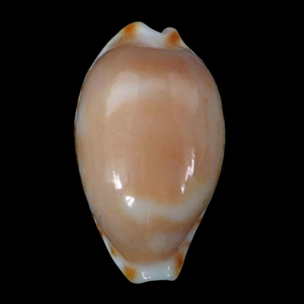 CY159 Bistolida owenii owenii