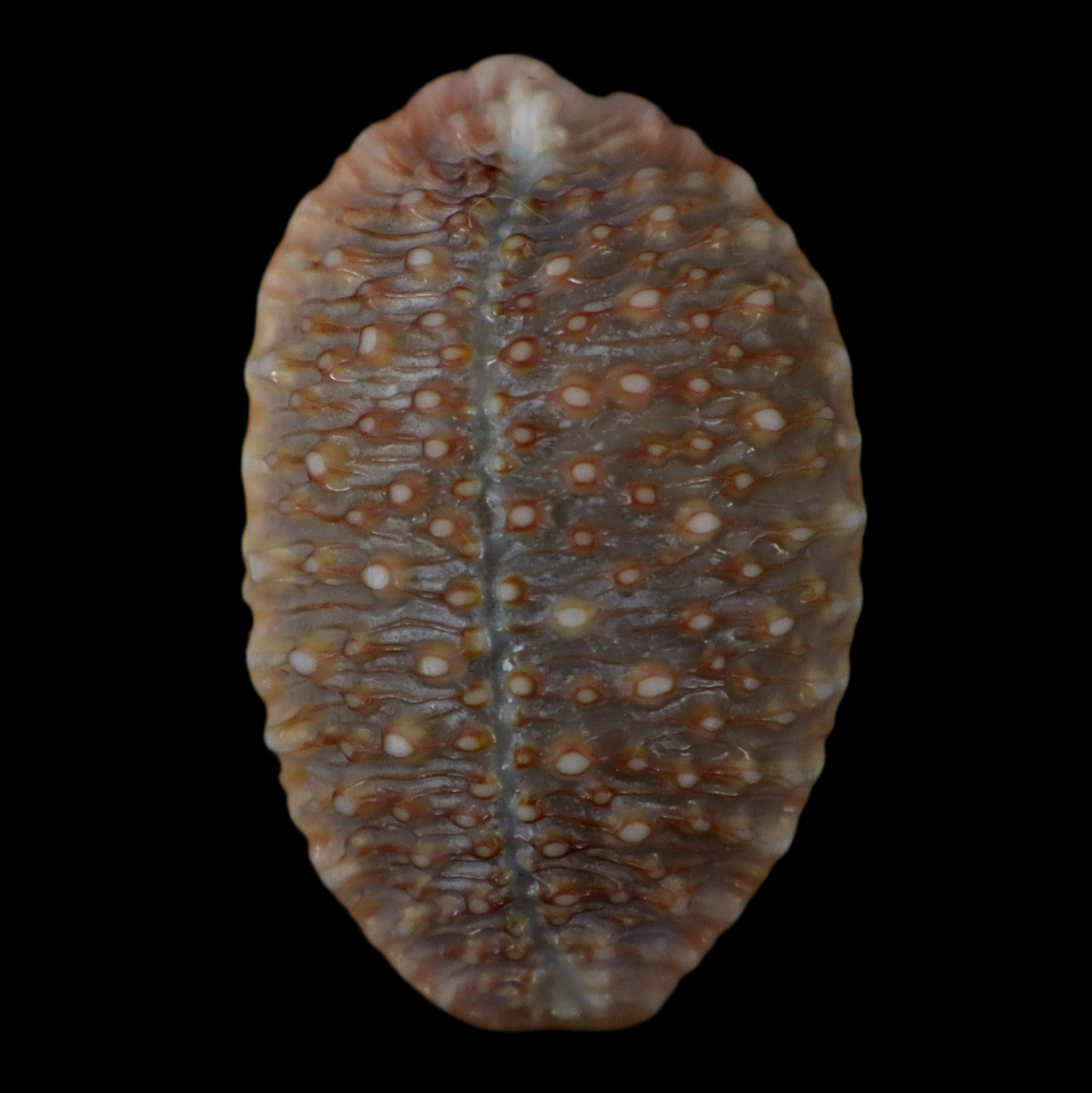 CY281 Nucleolaria granulata