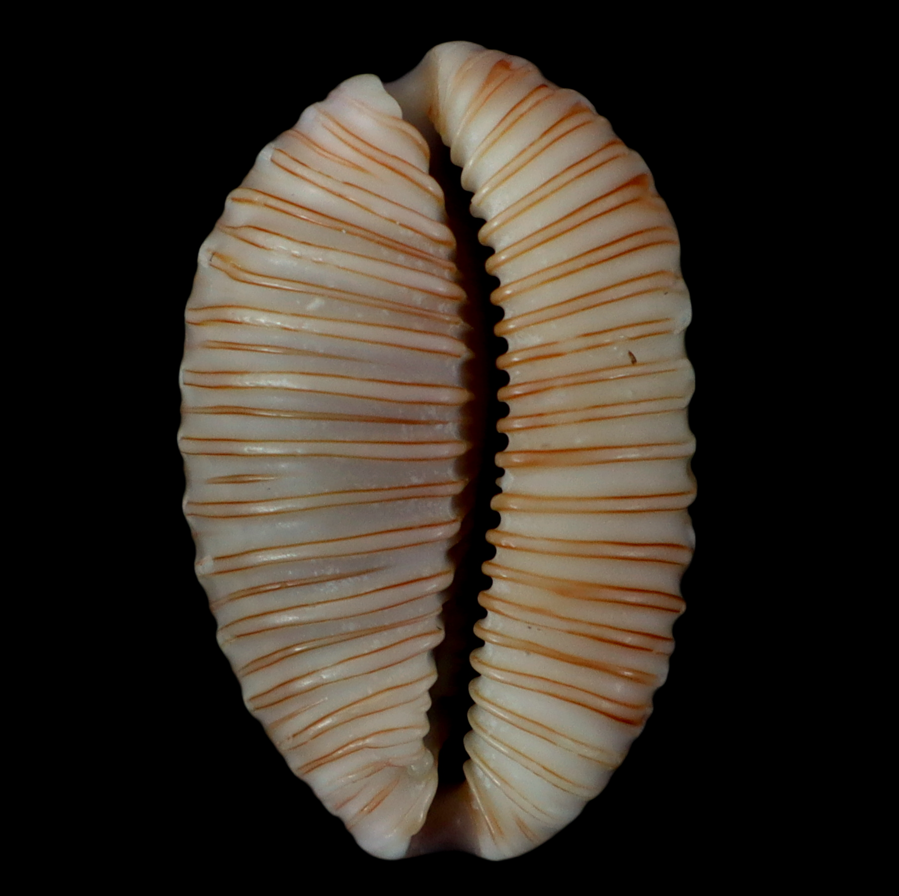 CY281 Nucleolaria granulata