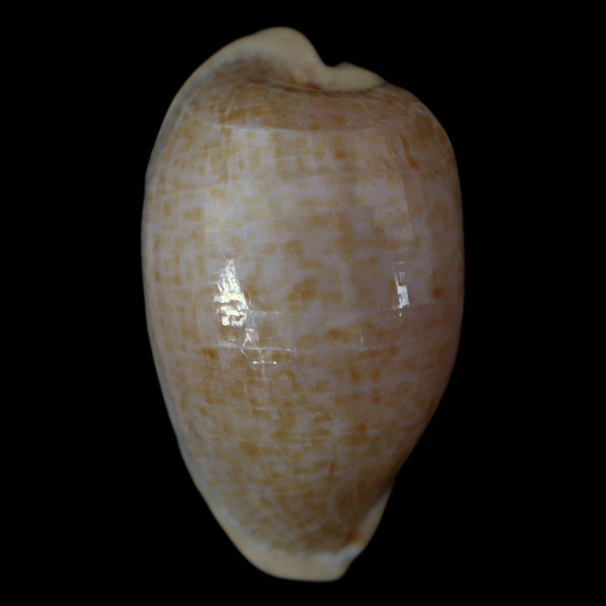 CY334 Cypraeovula fuscodentata fuscodentata