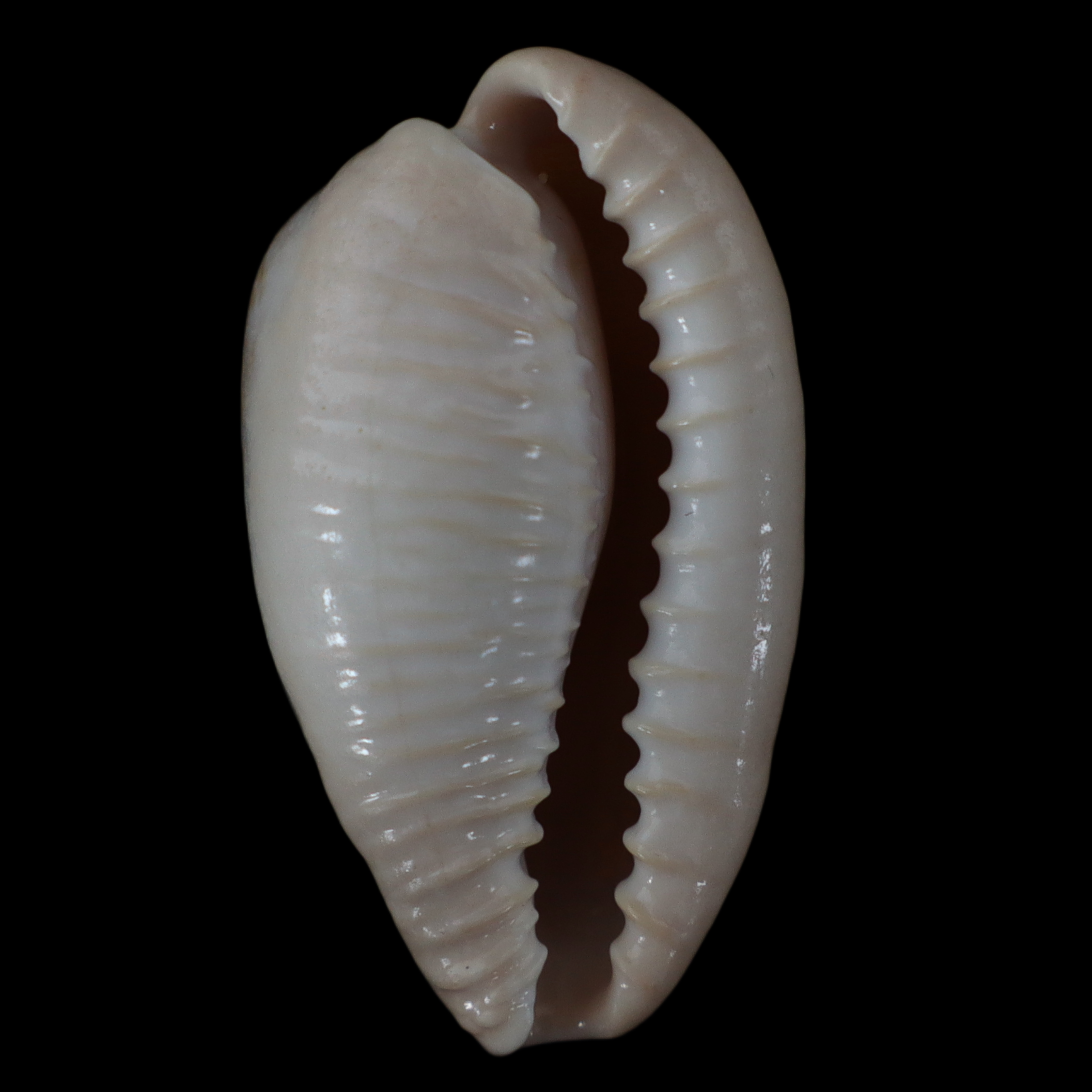 CY334 Cypraeovula fuscodentata fuscodentata