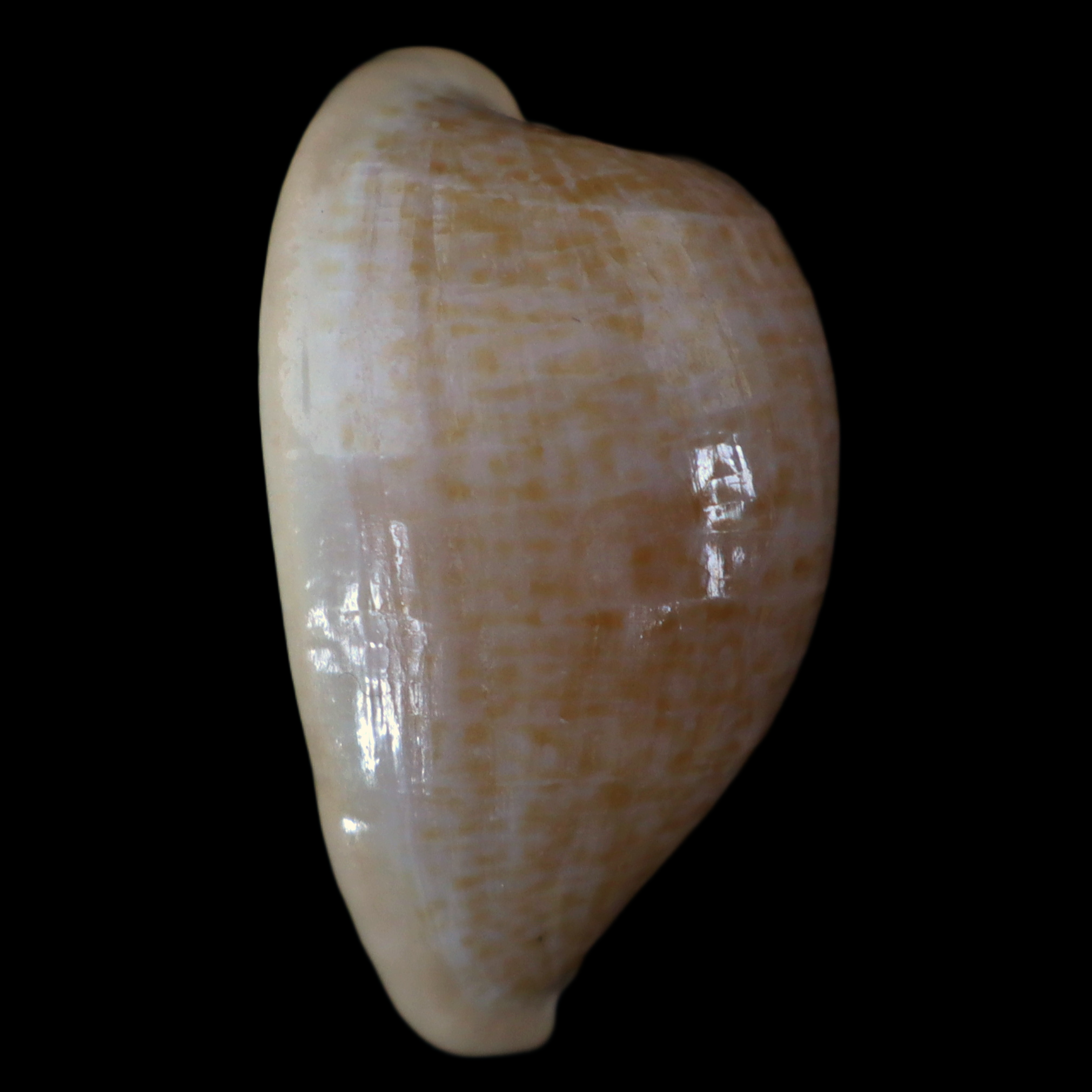 CY334 Cypraeovula fuscodentata fuscodentata