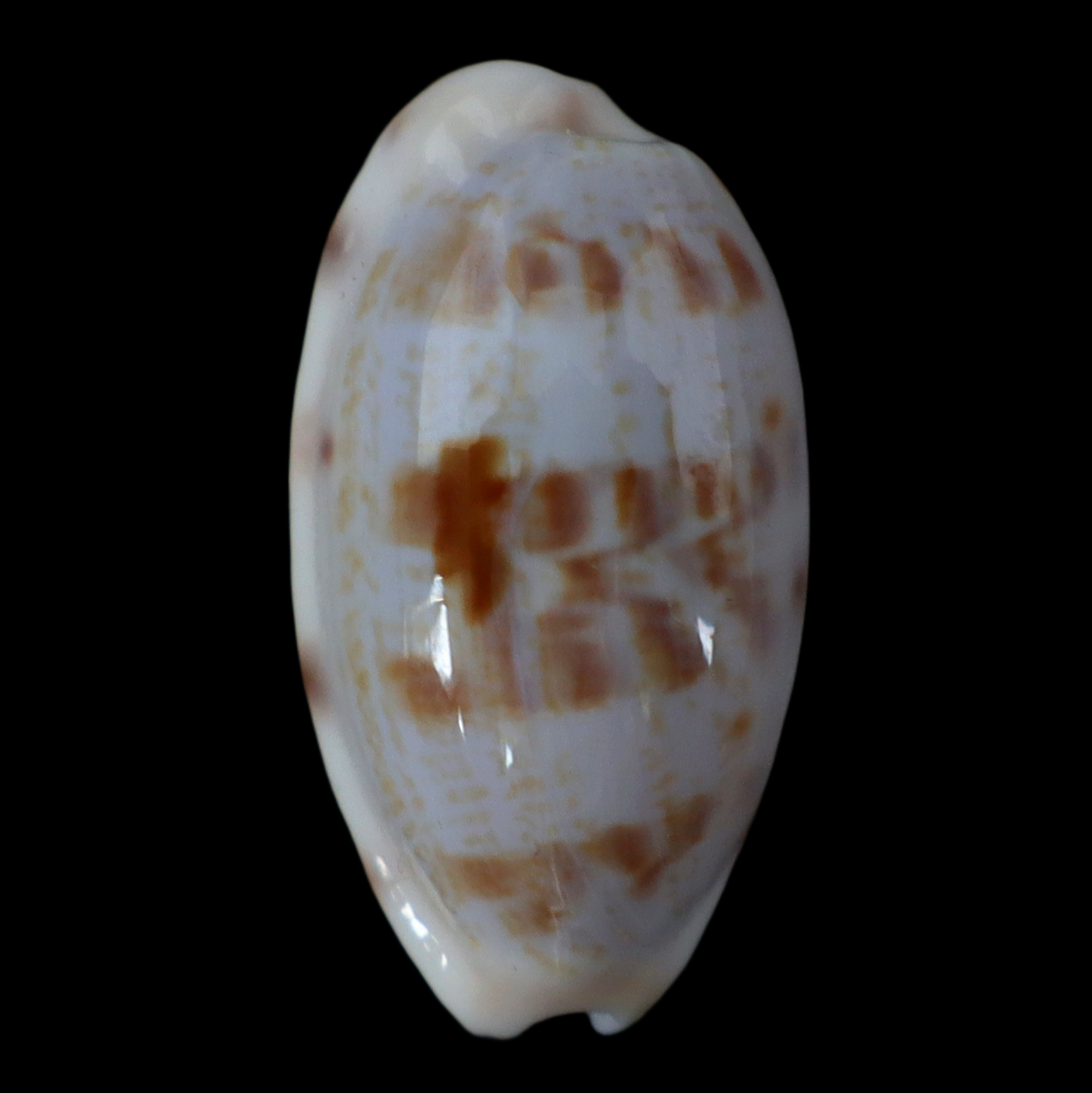 CY256 Talostolida pellucens alisonae