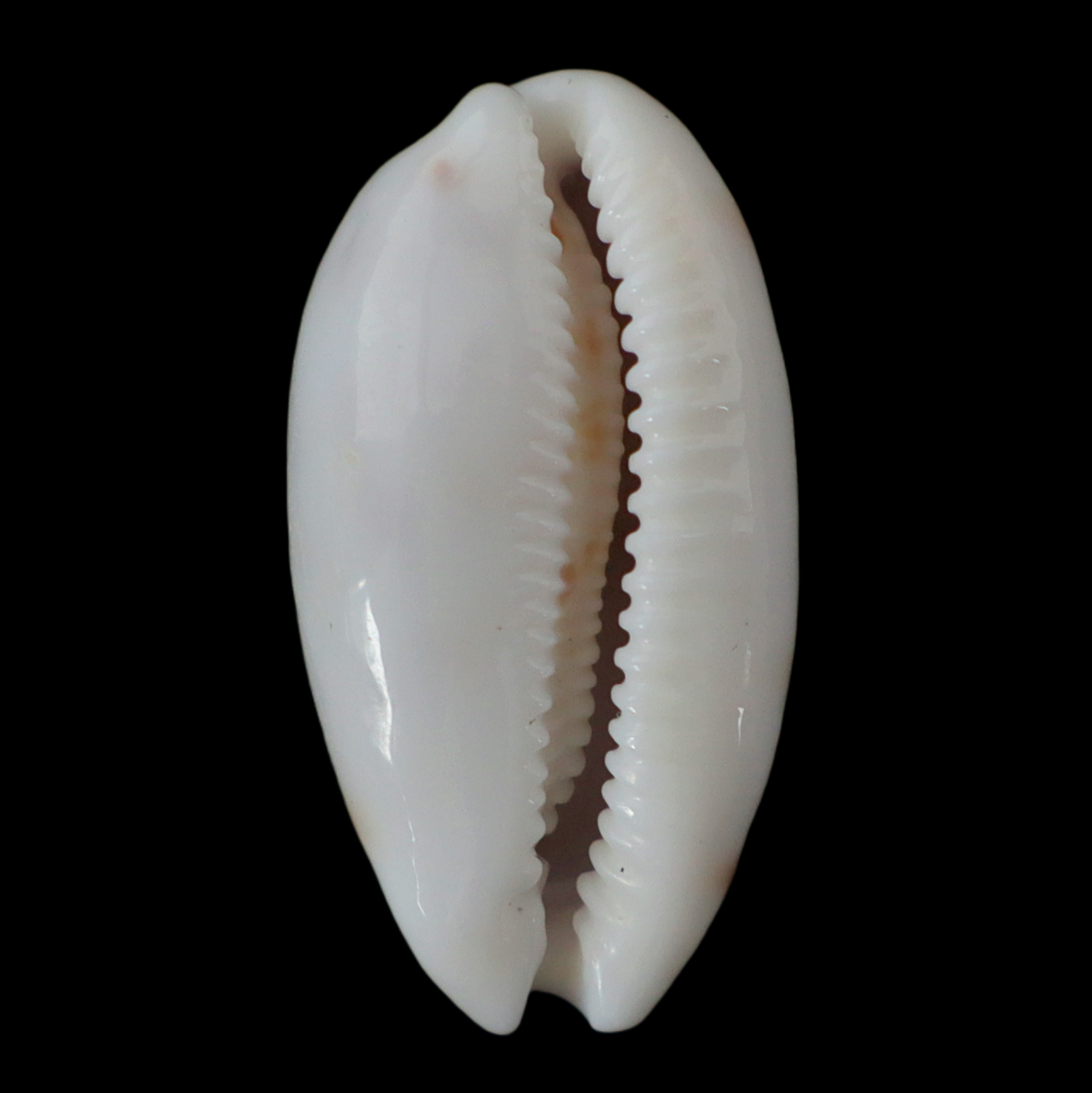 CY256 Talostolida pellucens alisonae