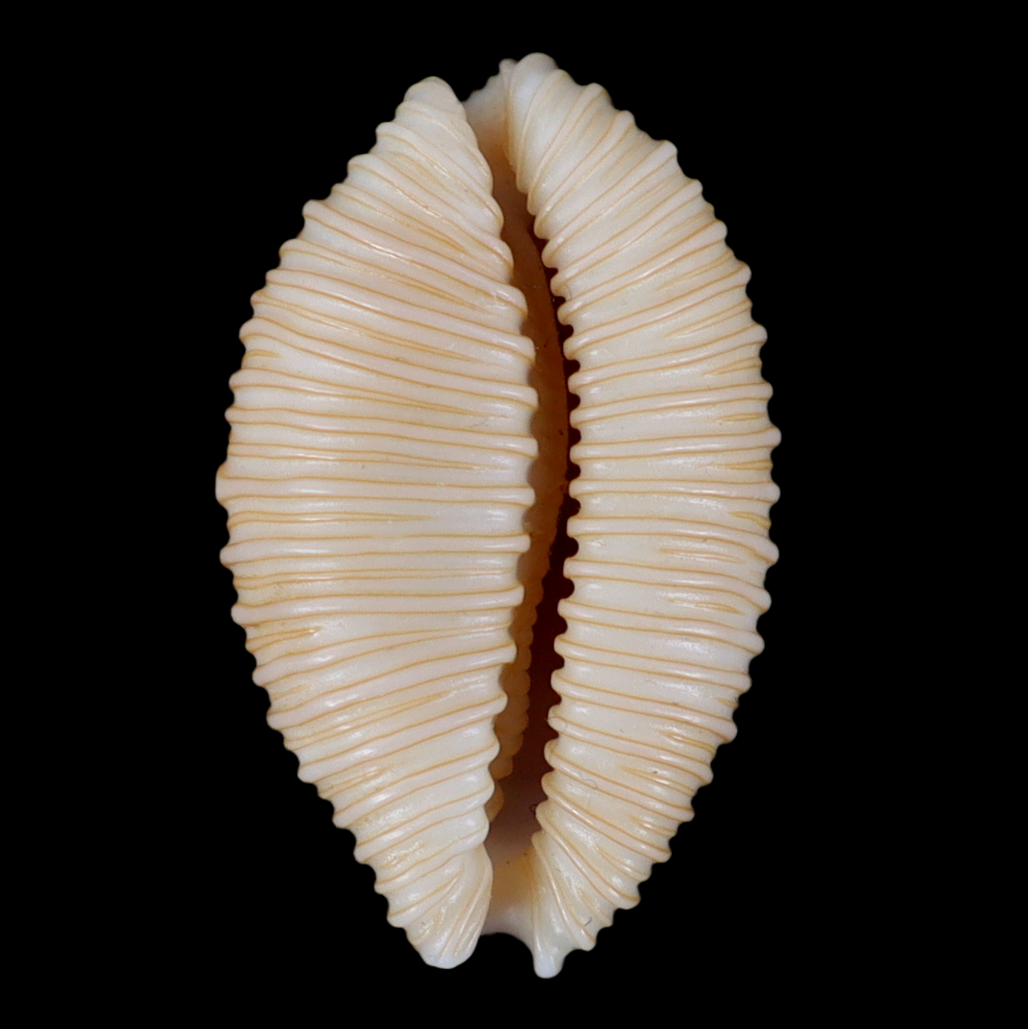 CY221 Nucleolaria cassiaui