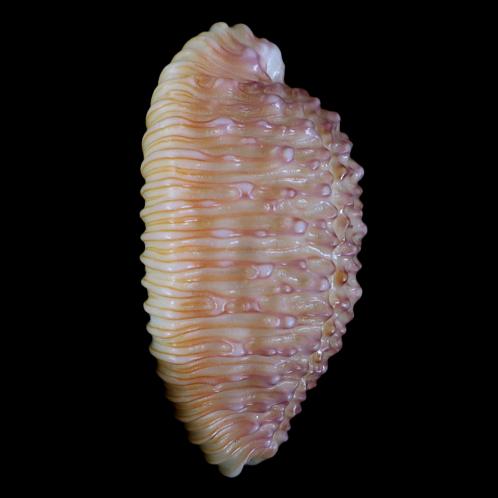 CY221 Nucleolaria cassiaui