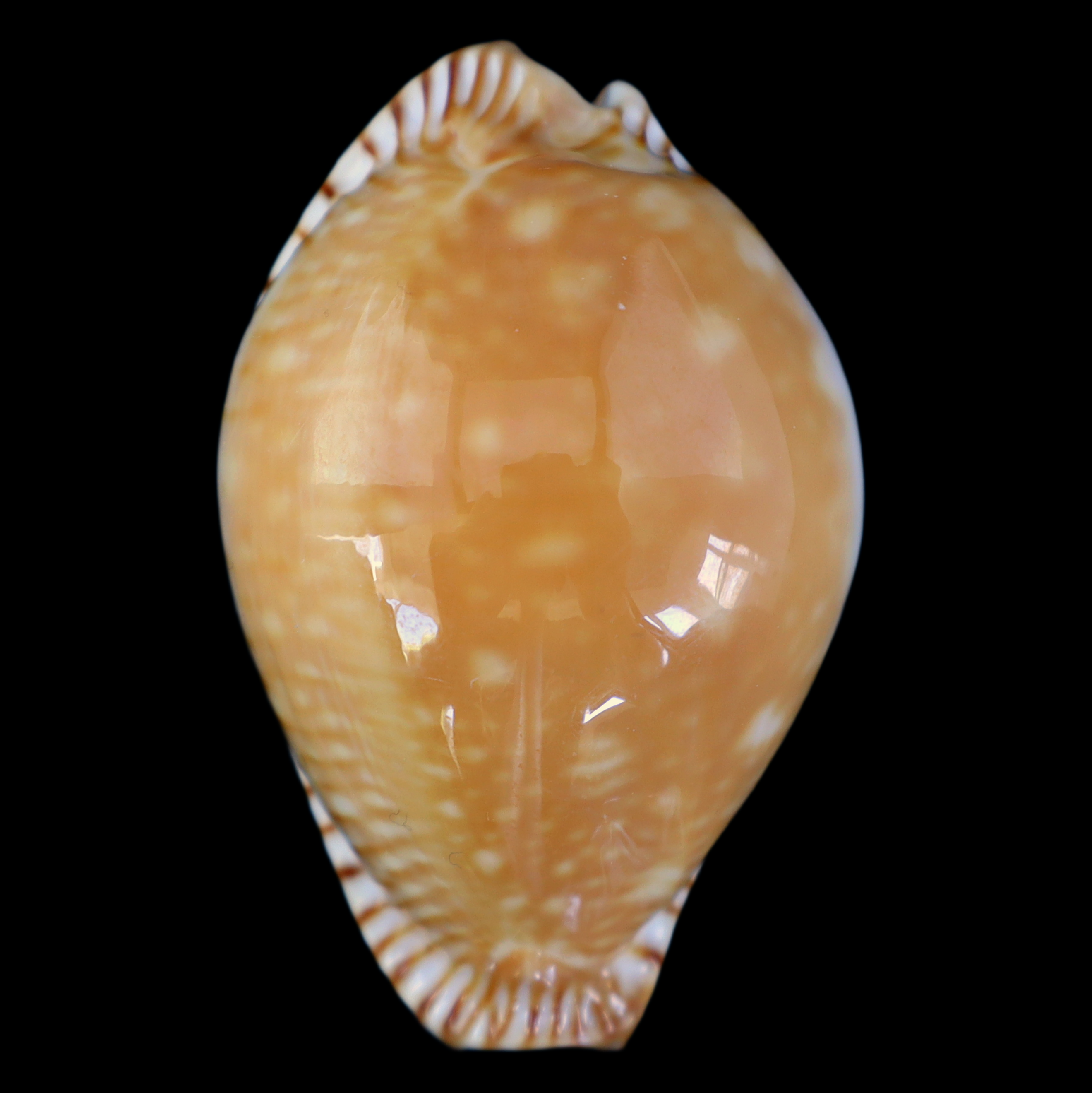 CY456 Perisserosa guttata azumai