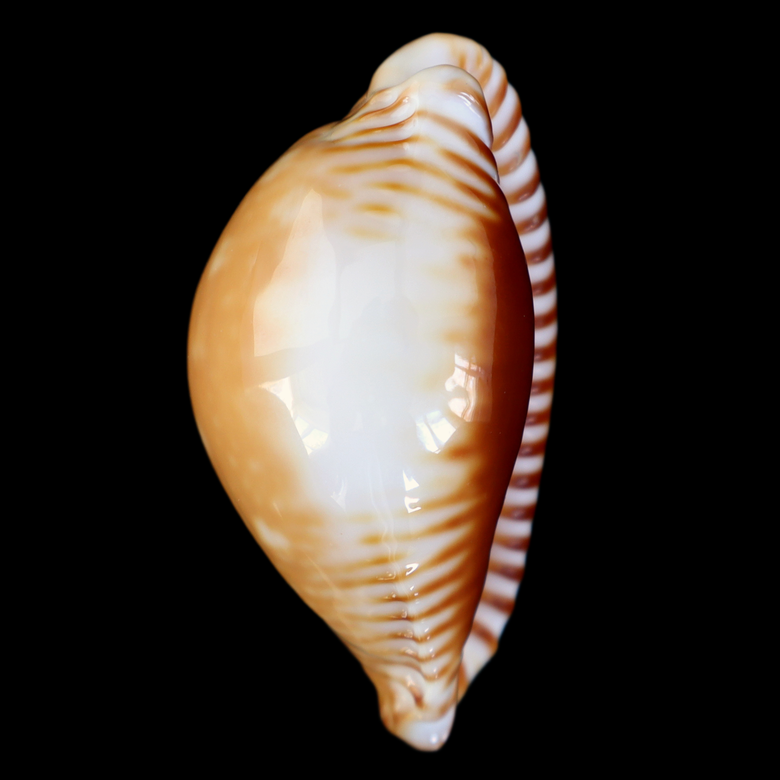 CY456 Perisserosa guttata azumai